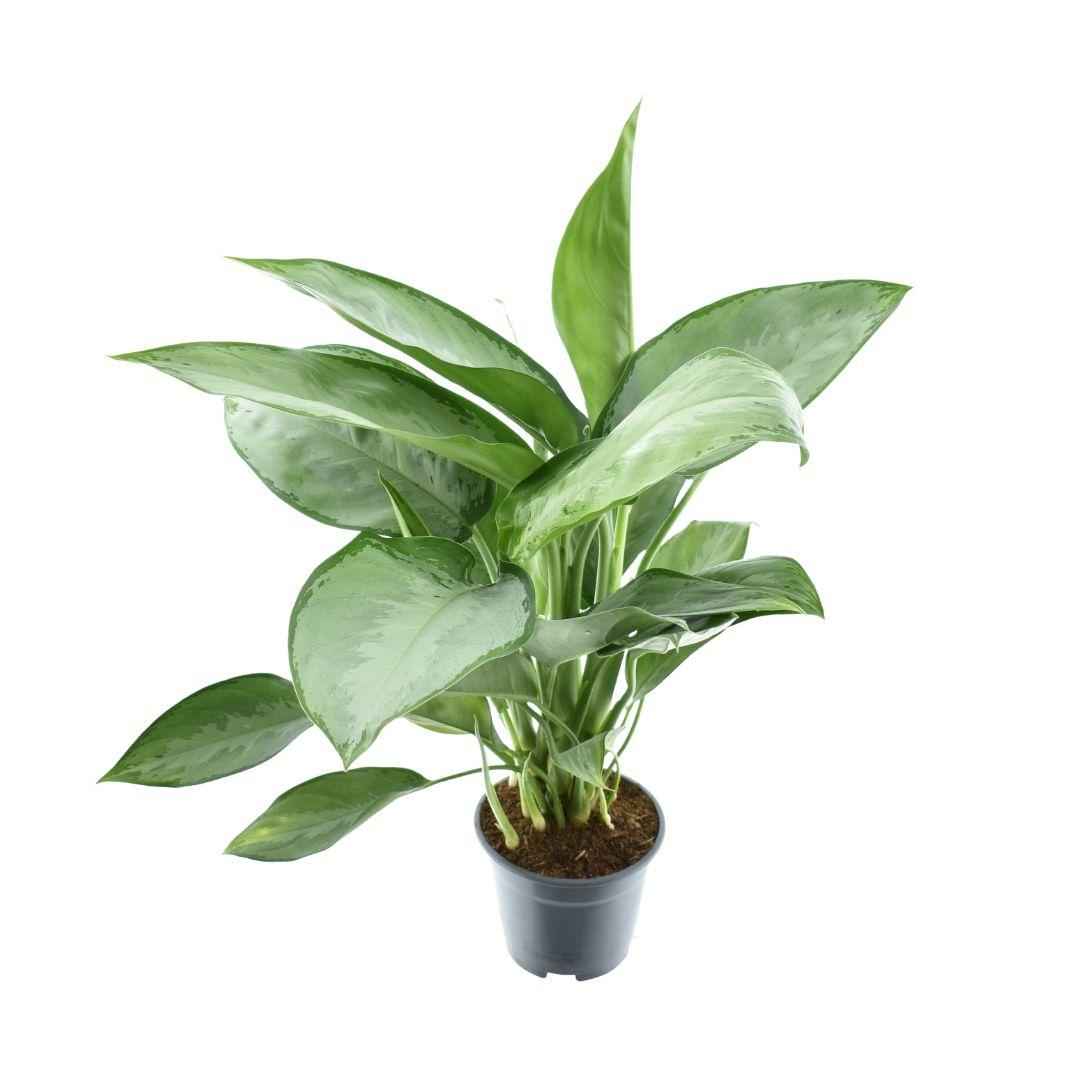Image of Aglaonema Silverado – Zimmerpflanze – Ø14cm – ca. 40cm hoch – Silbergrün gemustertes Laub – Pflegeleicht & dekorativ – Für halbschattige Innenräume