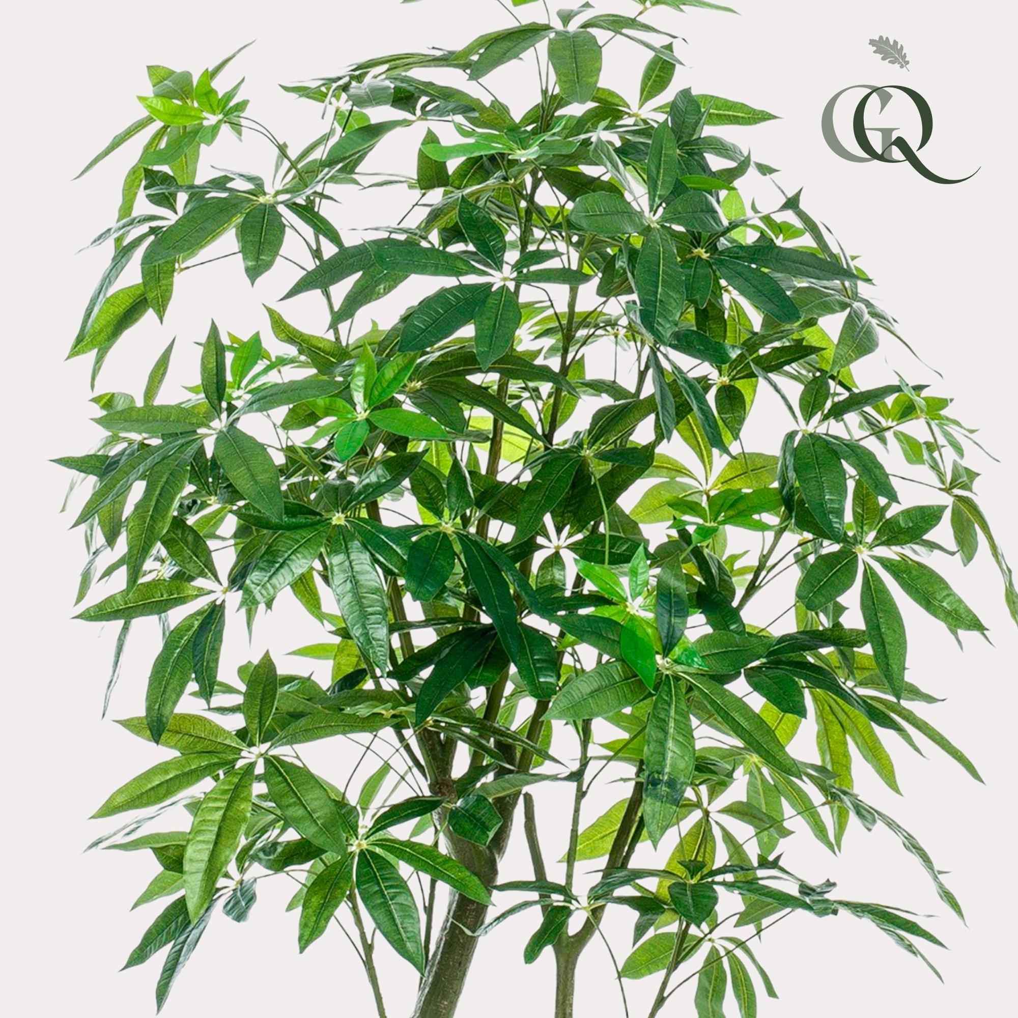 Image of Kunstpflanze Pachira Aquatica – Glückskastanie 180cm – Täuschend echt mit glänzenden Blättern & Doppelstamm