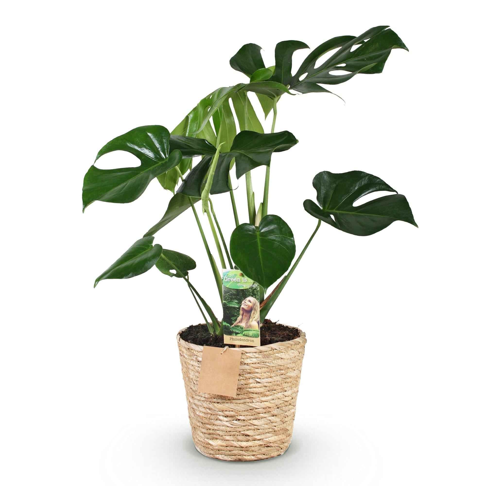 Image of Monstera Deliciosa – 70-80cm – 21cm inkl. Naturkorb – Pflegeleichtes Fensterblatt-0