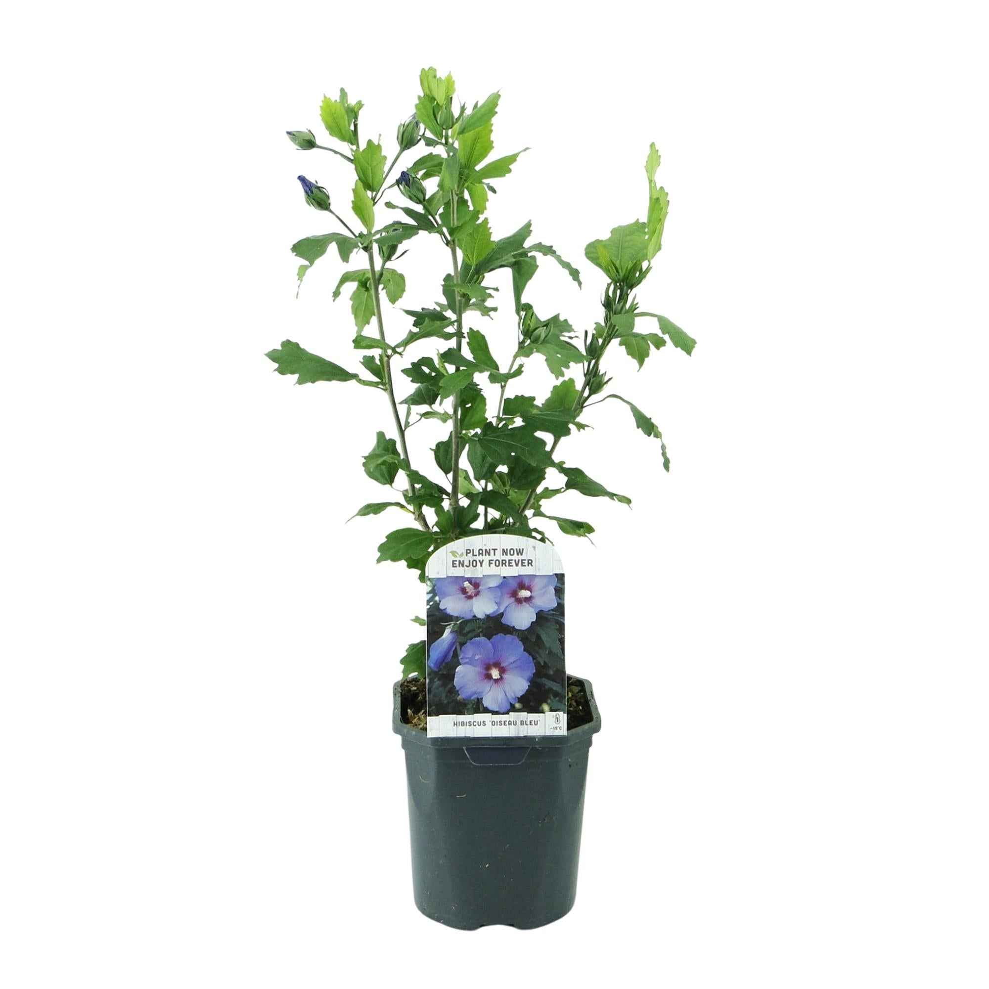 Image of Garteneibisch Hibiscus syriacus Oiseau Blue – Strauch – Blüte Blau – Wenig Pflege – 17cm Höhe 45cm – Für Garten & Terrasse-2