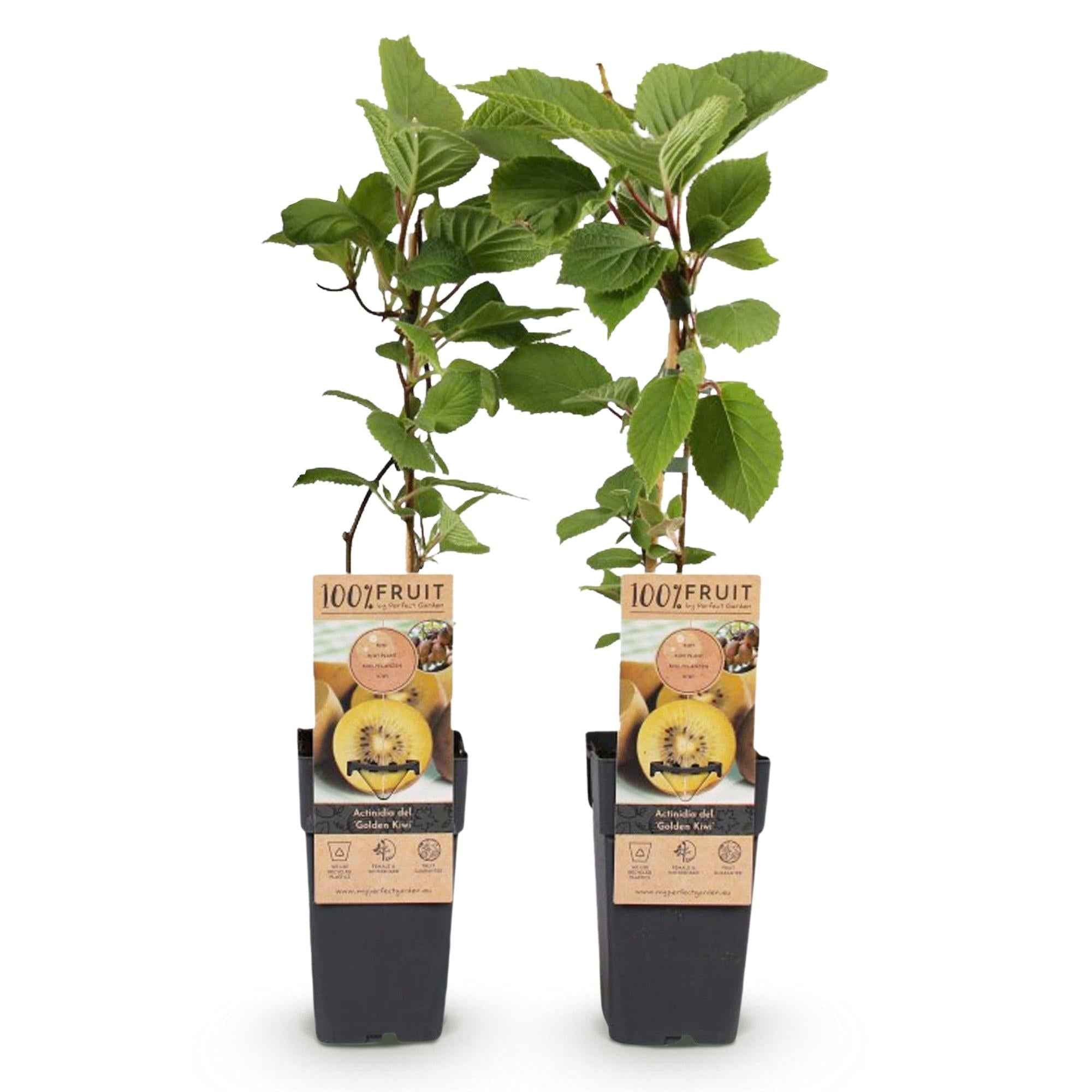 Image of Actinidia deliciosa Golden Kiwi – 2 Obstpflanzen – Süße gelbe Früchte – Ø15cm Höhe 50cm – Einfach zu pflegen & vitaminreich