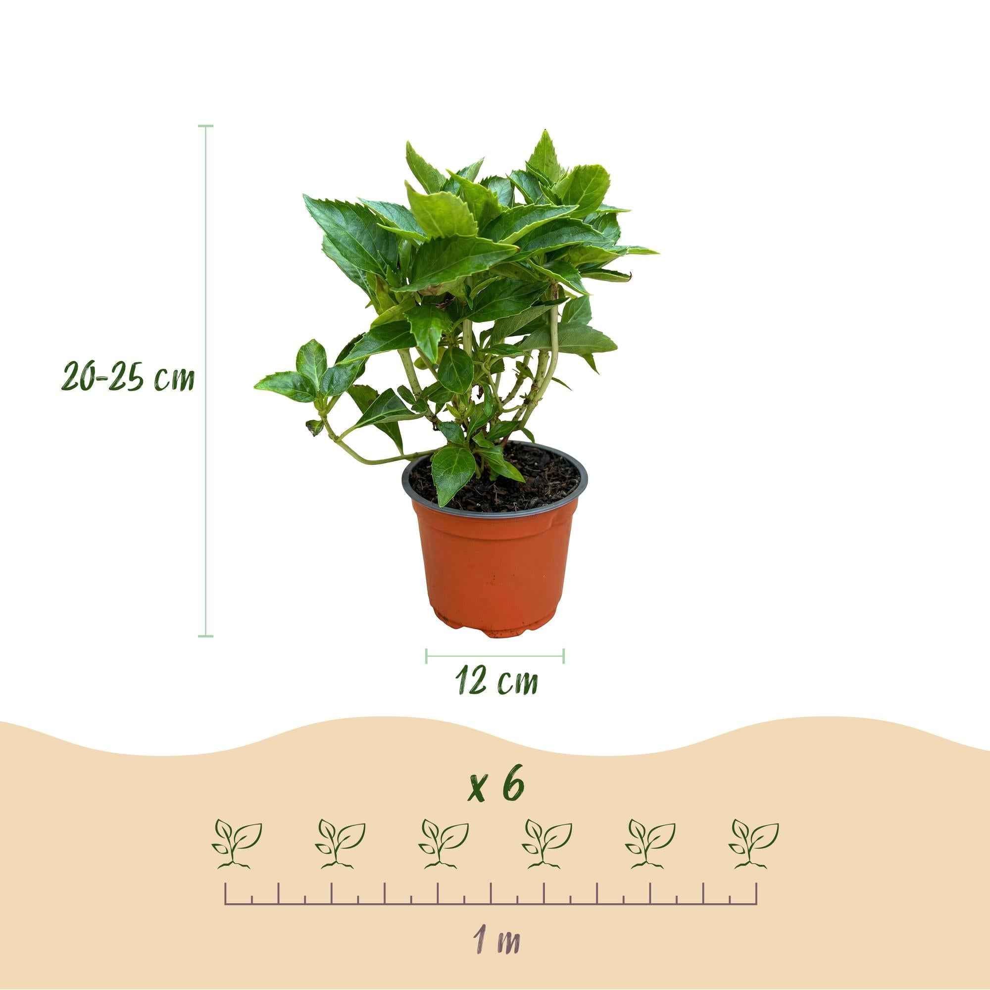 Image of Hortensie Hydrangea macrophylla blau winterhart 20-30cm 12cm für Garten Balkon Terrasse Beet blühender Zierstrauch pflegeleicht bienenfreundlich-3