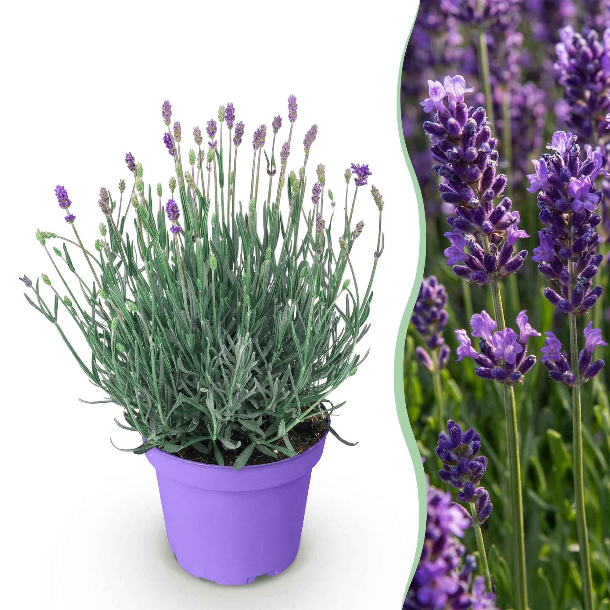 Image of Lavendel Lavandula angustifolia Munstead winterhart violett 15-25cm 12cm duftend bienenfreundlich für Garten Balkon Terrasse Beet pflegeleicht