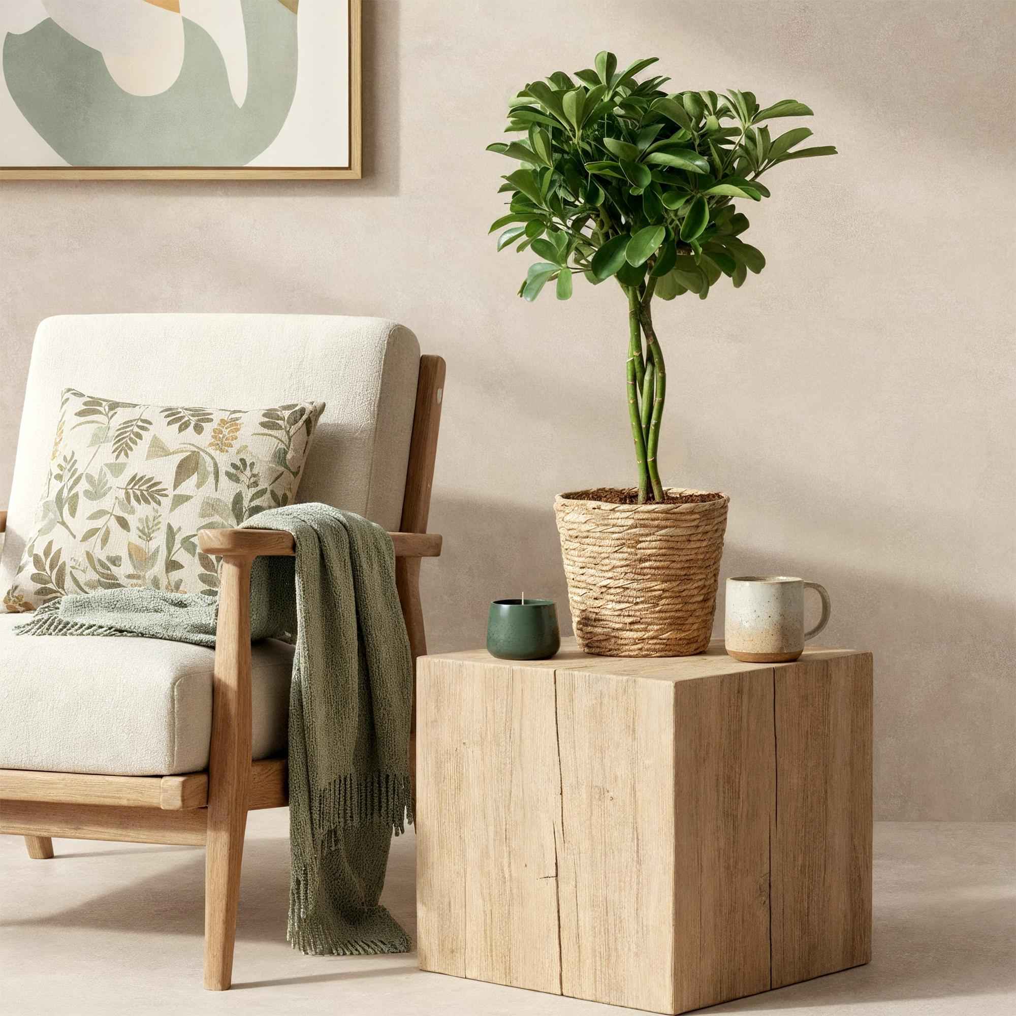 Image of Schefflera Nora – 70-80cm – 21cm inkl. Naturkorb – Pflegeleichter Fingerbaum – Glänzende Grünpflanze für Wohnzimmer, Büro & Schlafzimmer-3