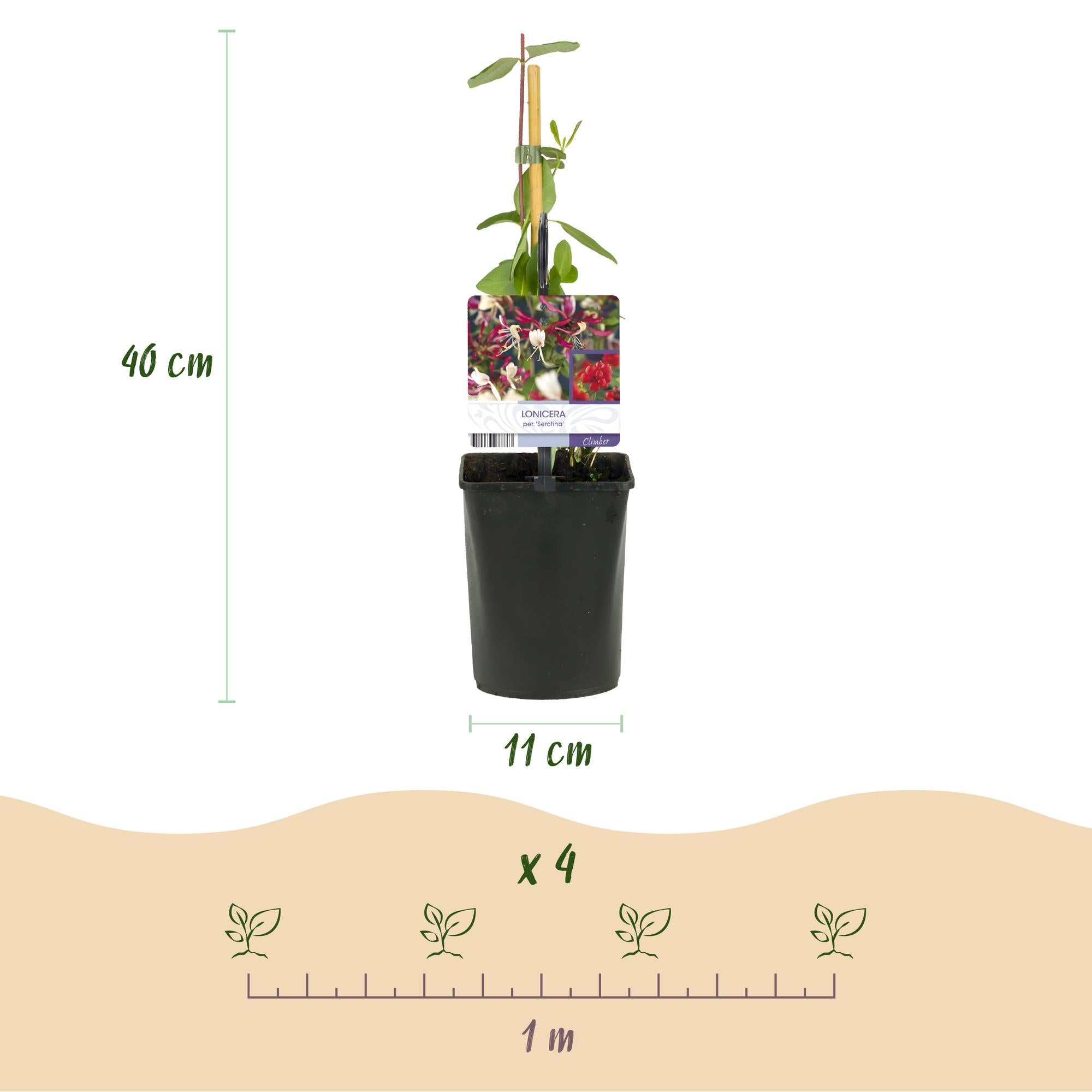 Image of Kletterpflanze Lonicera Serotina – Rosa – Weiße Blüten – Spätsommerblüte – 2 Pflanzen – 11cm x H40cm – Winterhart & Pflegeleicht-3