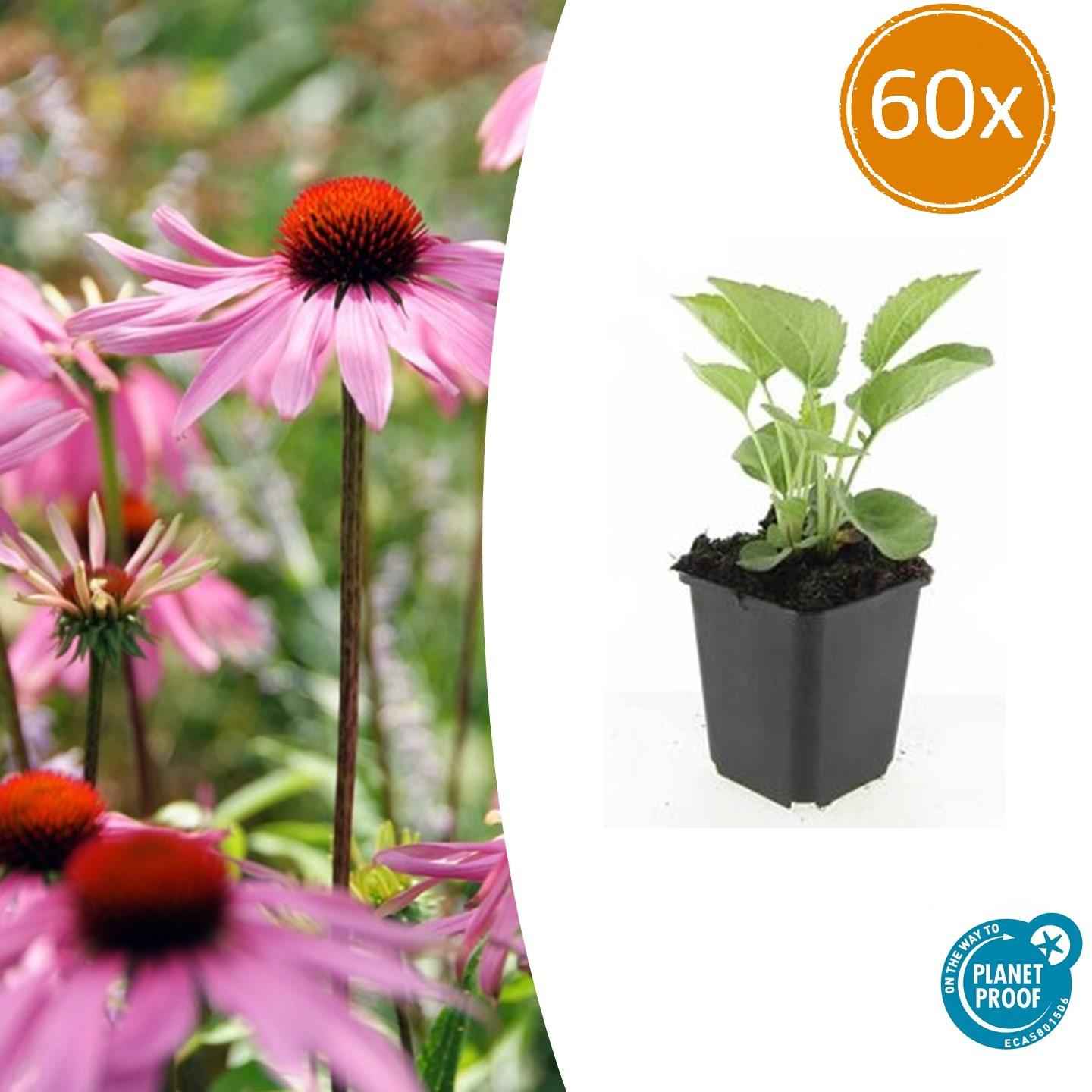 Image of Rotblühender Scheinsonnenhut – Echinacea purpurea 'Magnus' – ↕10-25cm – Ø9cm – 60 Pflanzen – Purpur – Sonnenhut – Bienenfreundlich & Winterhart
