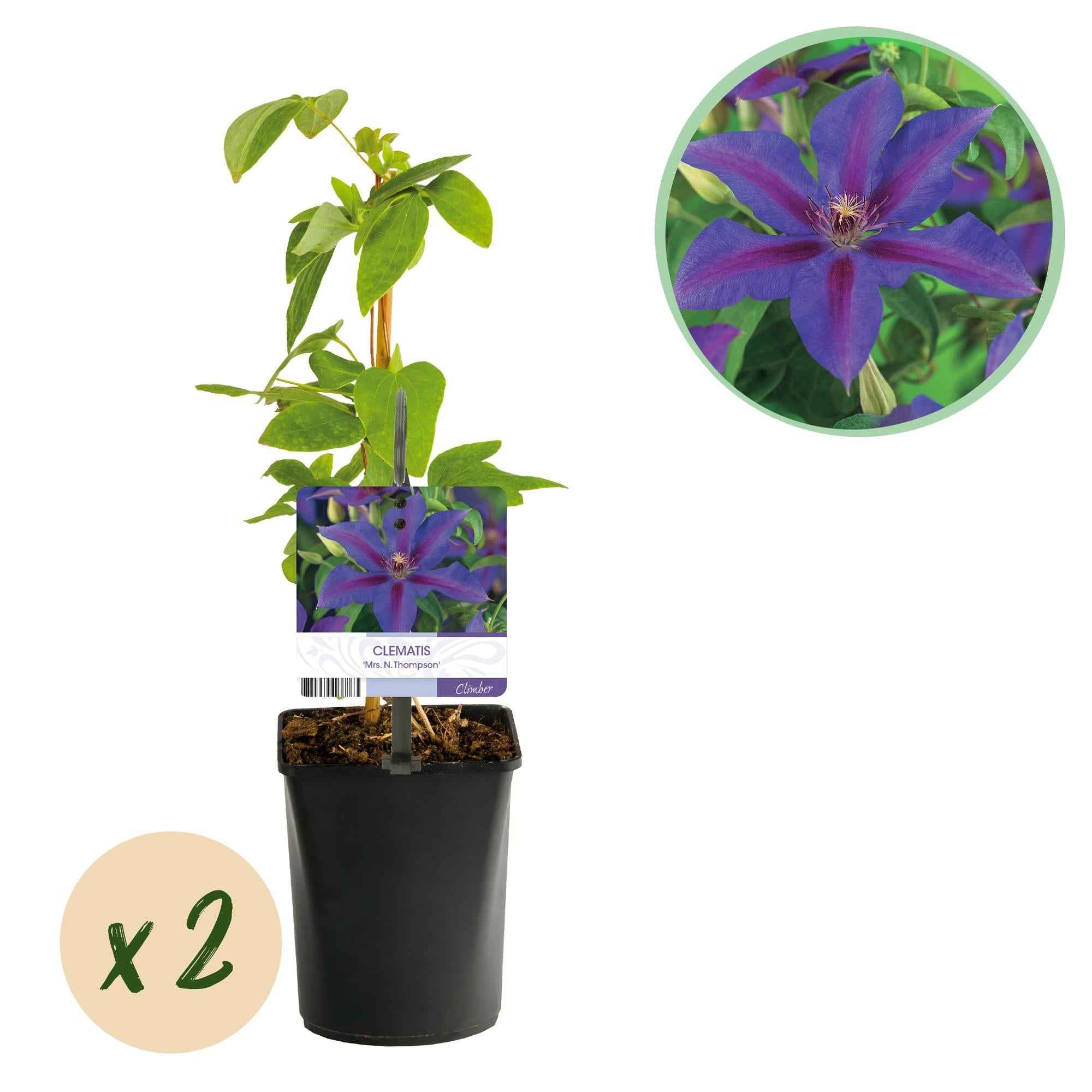 Image of Kletterpflanze Clematis Mrs. N. Thompson – Lila Blüten – Wenig Pflege – 2 Pflanzen – 11cm Höhe 40cm – Für Garten, Balkon & Pergolen-1