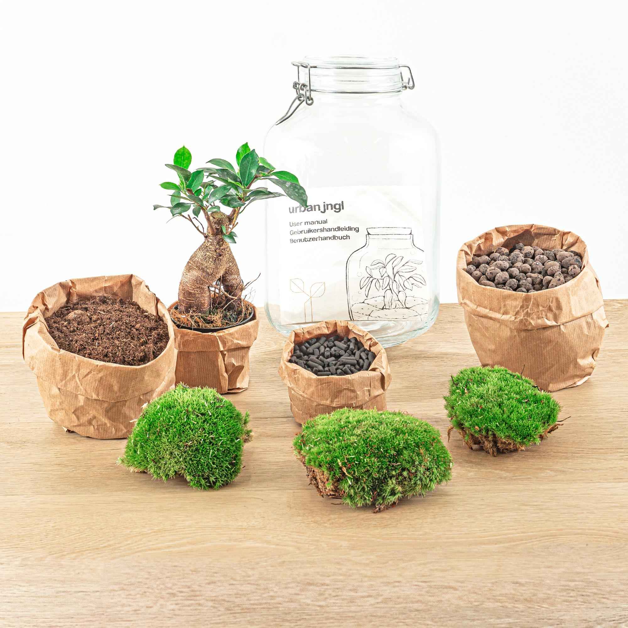 Image of Flaschengarten DIY Bausatz Ficus Ginseng Bonsai – Terrarium Ø18cm H28cm – Selbstbewässerndes Mini – Ökosystem – Do – It-2
