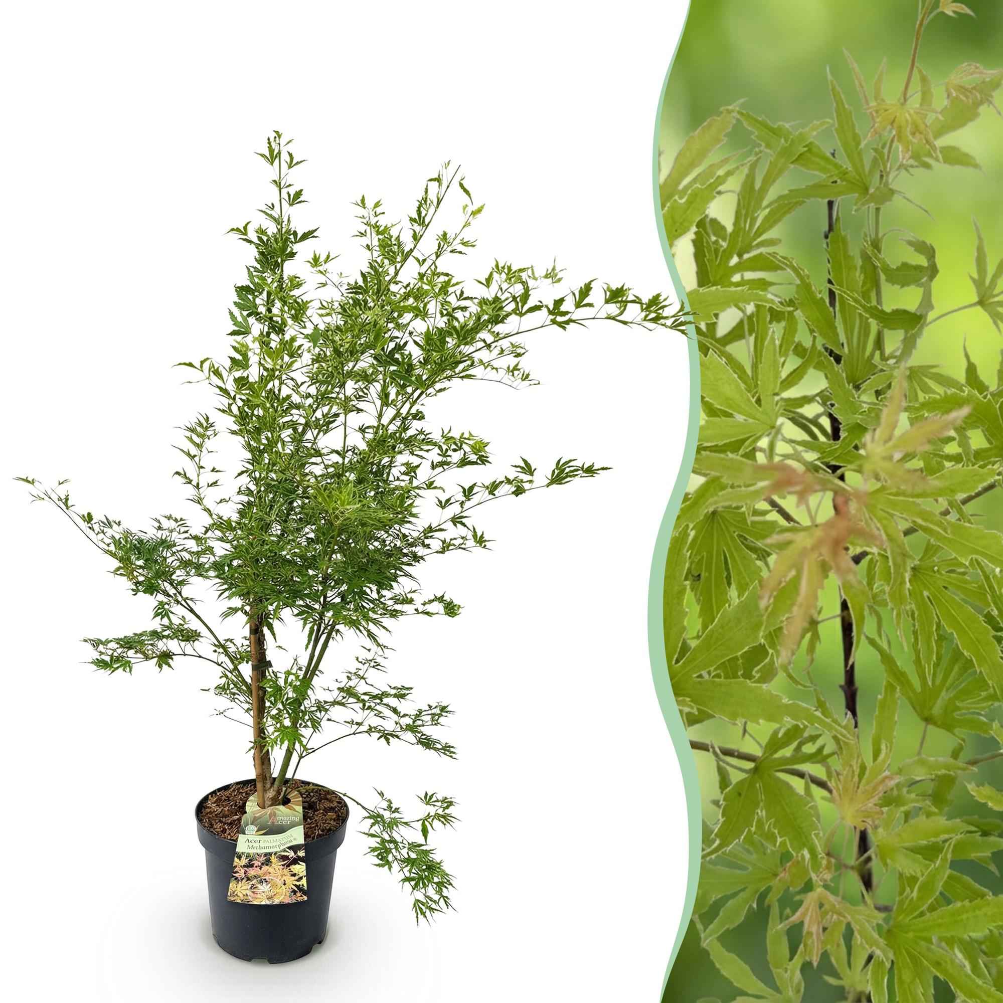 Image of Japanischer Ahorn Acer palmatum Metamorphosa, laubabwerfende Gartenpflanze in Grün und Orange, Zierahorn für Garten und Kübel, Ø26cm, 90cm hoch,