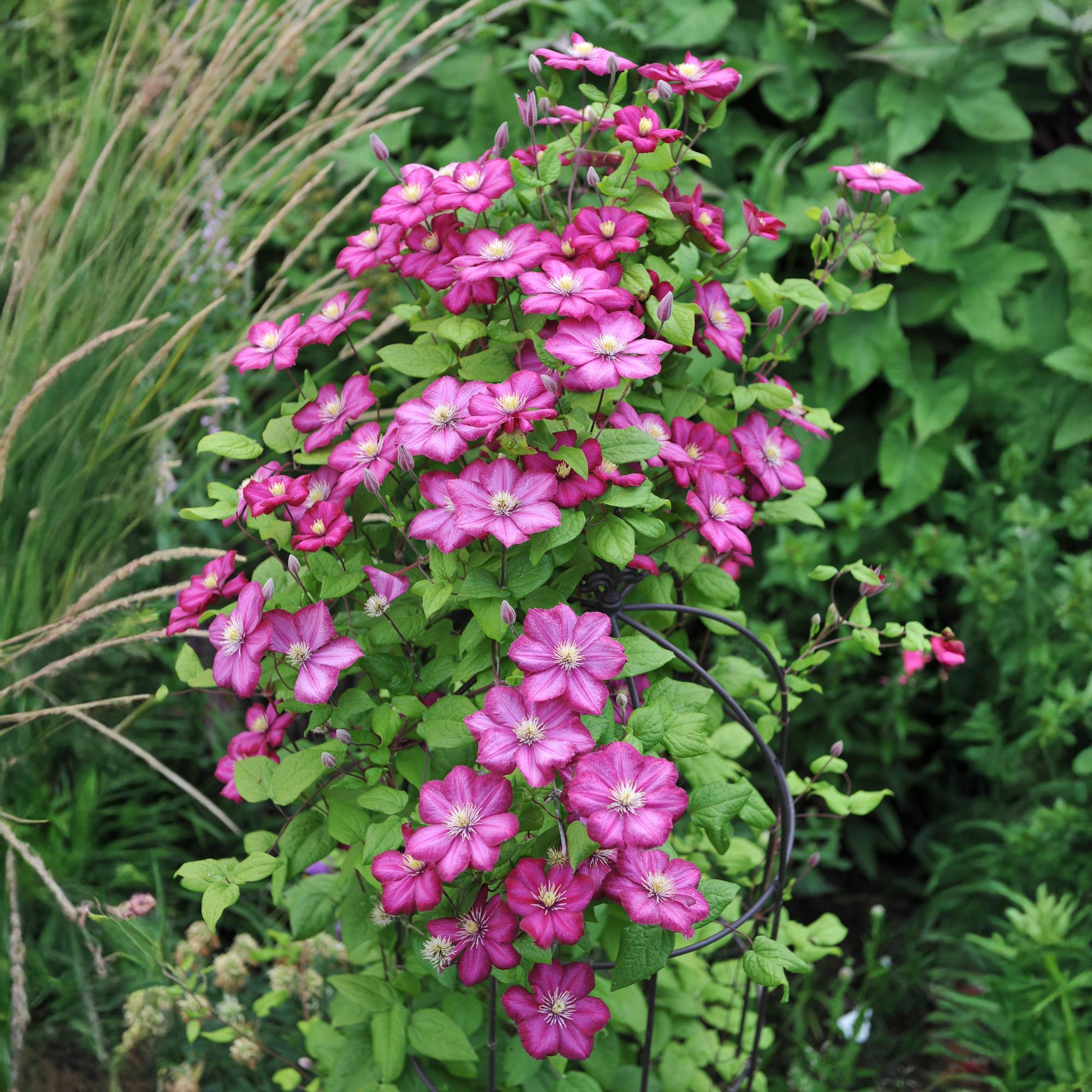 Image of Kletterpflanze Clematis Ville de Lyon – Rosa Blüten – 2 Pflanzen – 11cm x H40cm – Winterhart & Pflegeleicht – Ideal für Garten, Balkon & Pergolen-0