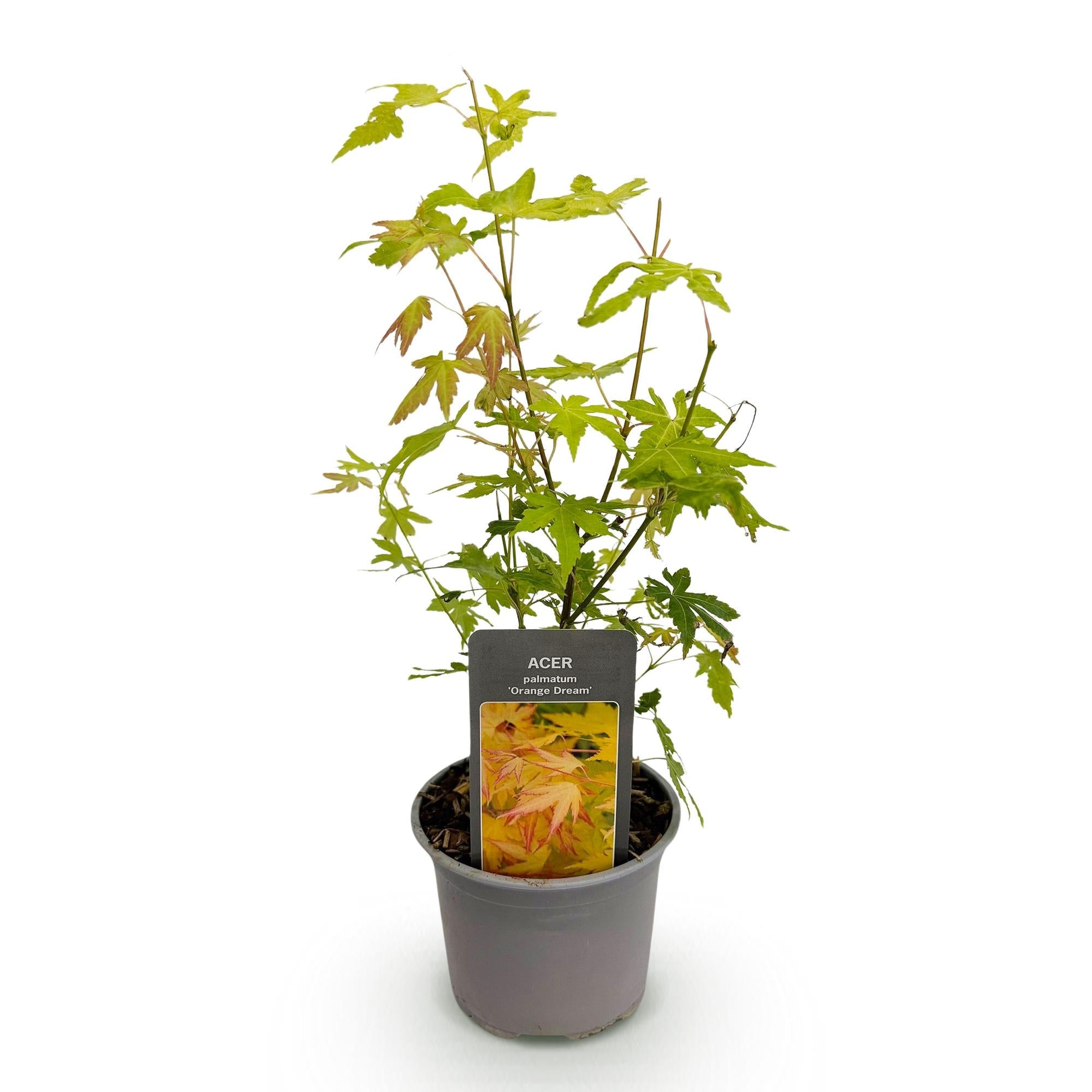 Image of Ahorn Acer palmatum Orange Dream – 12cm – Höhe ca. 35cm – Orange – gelbes Laub & beeindruckende Herbstfarbe-1