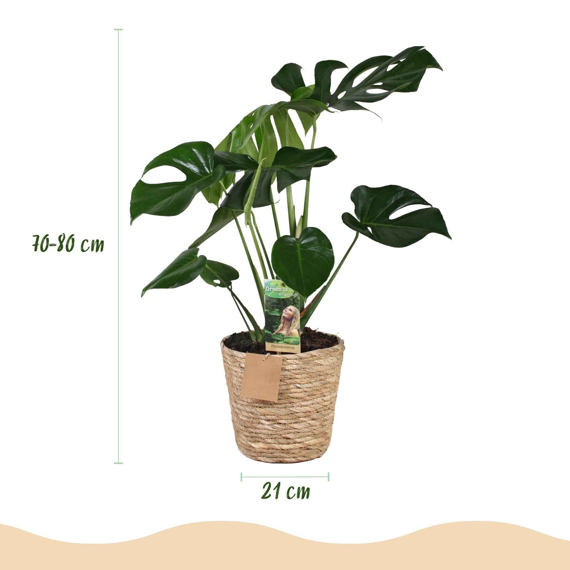 Image of Monstera Deliciosa – 70-80cm – 21cm inkl. Naturkorb – Pflegeleichtes Fensterblatt-2