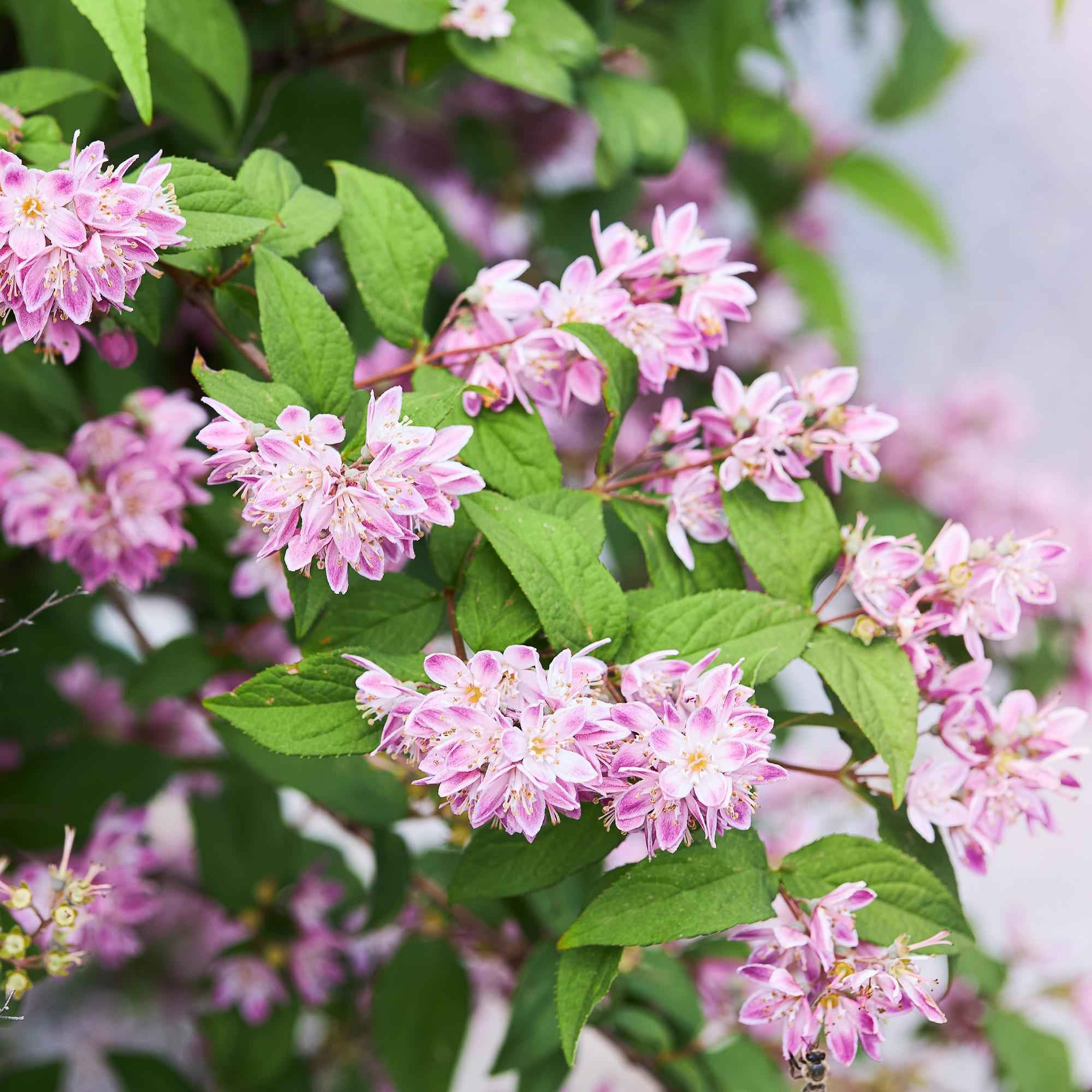 Image of Sternchenstrauch – Deutzia hybrida Strawberry Fields – Rosa Blüten – Strauch – 17cm – Höhe 45cm – Wenig Pflege-1