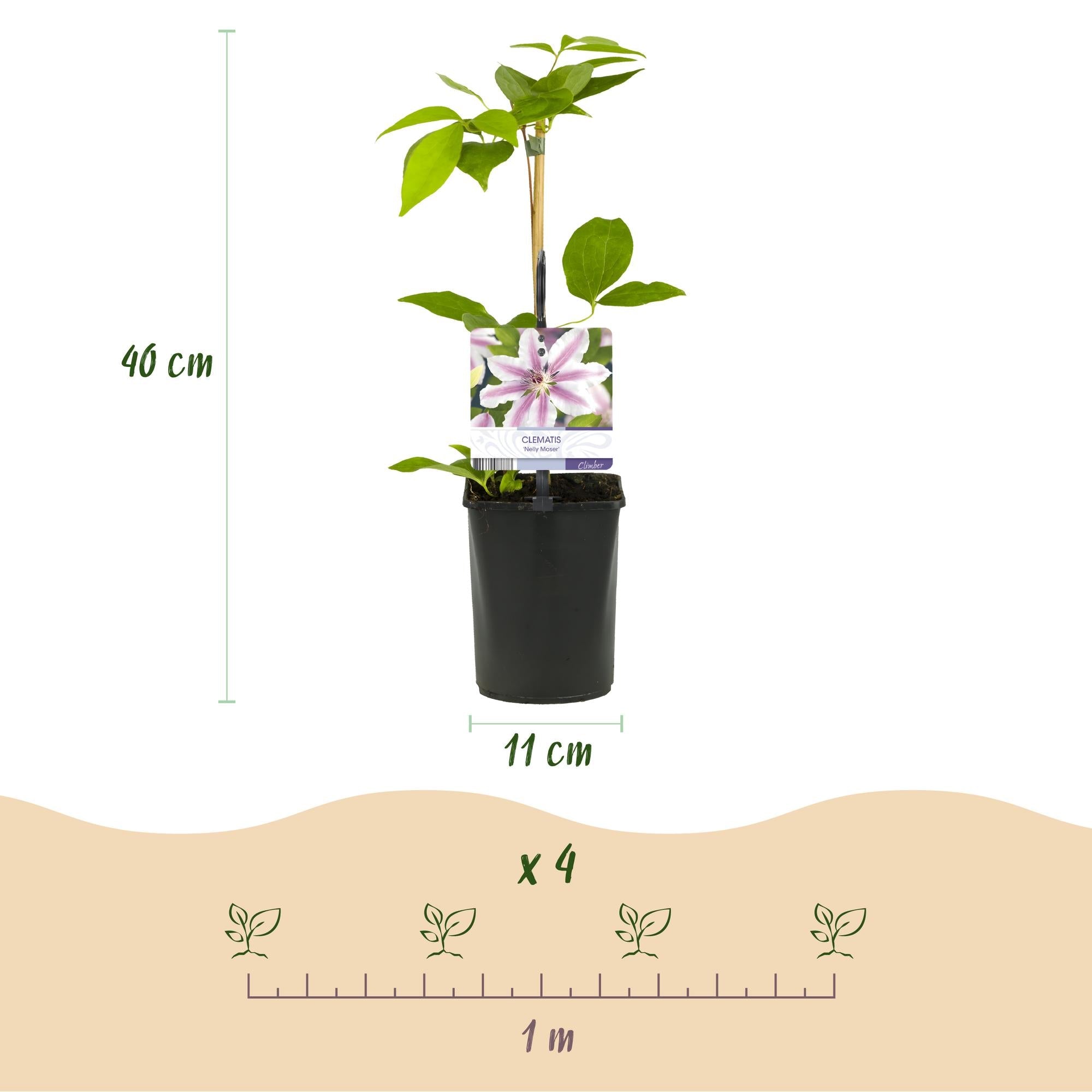 Image of Kletterpflanze Clematis Nelly Moser – Rosa Blüten – Wenig Pflege – 2 Pflanzen – 11cm Höhe 40cm – Für Garten, Balkon & Pergolen-4