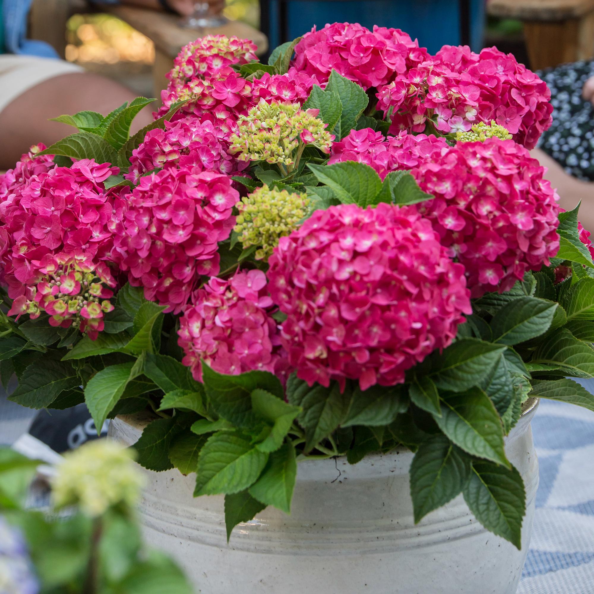 Image of Hortensie Hydrangea macrophylla Summer Love Red winterhart rot 20-25cm 14cm für Garten Balkon Terrasse Beet blühender Zierstrauch pflegeleicht-4