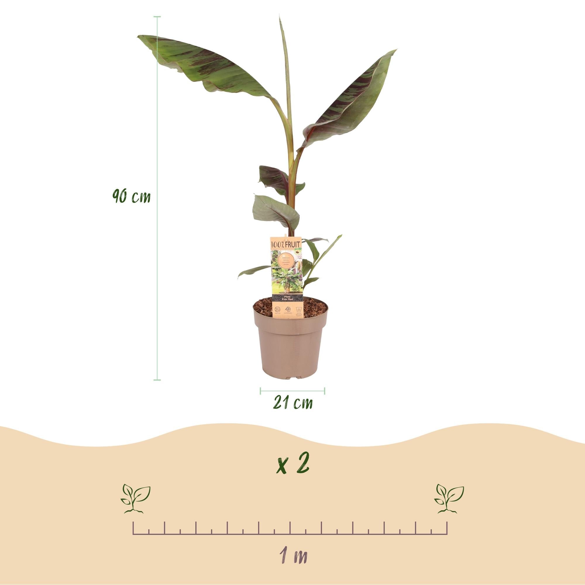 Image of Japanische Faserbanane Musa Ever Red – Obstpflanze – Winterhart – Ø21cm – Höhe ca. 90cm – Rote Stängel & grüne Blätter-2