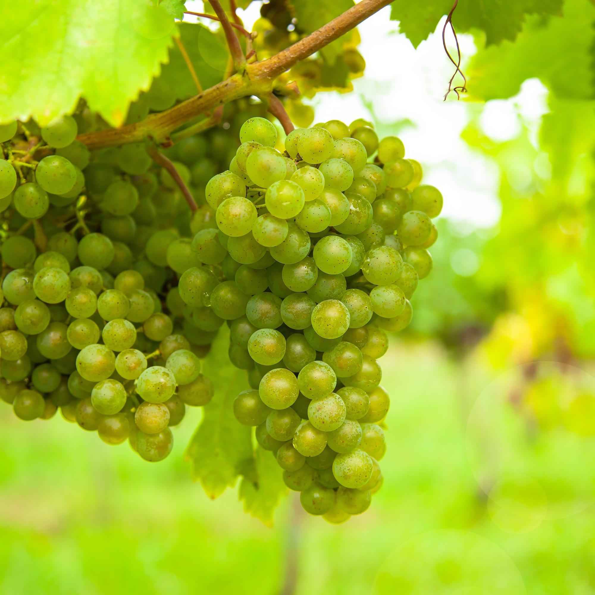 Image of Weinrebe Vitis vinifera Frühzeit von der Laan – Weiße Traube – 2 Pflanzen – Obstpflanze – 15cm – Höhe 50cm