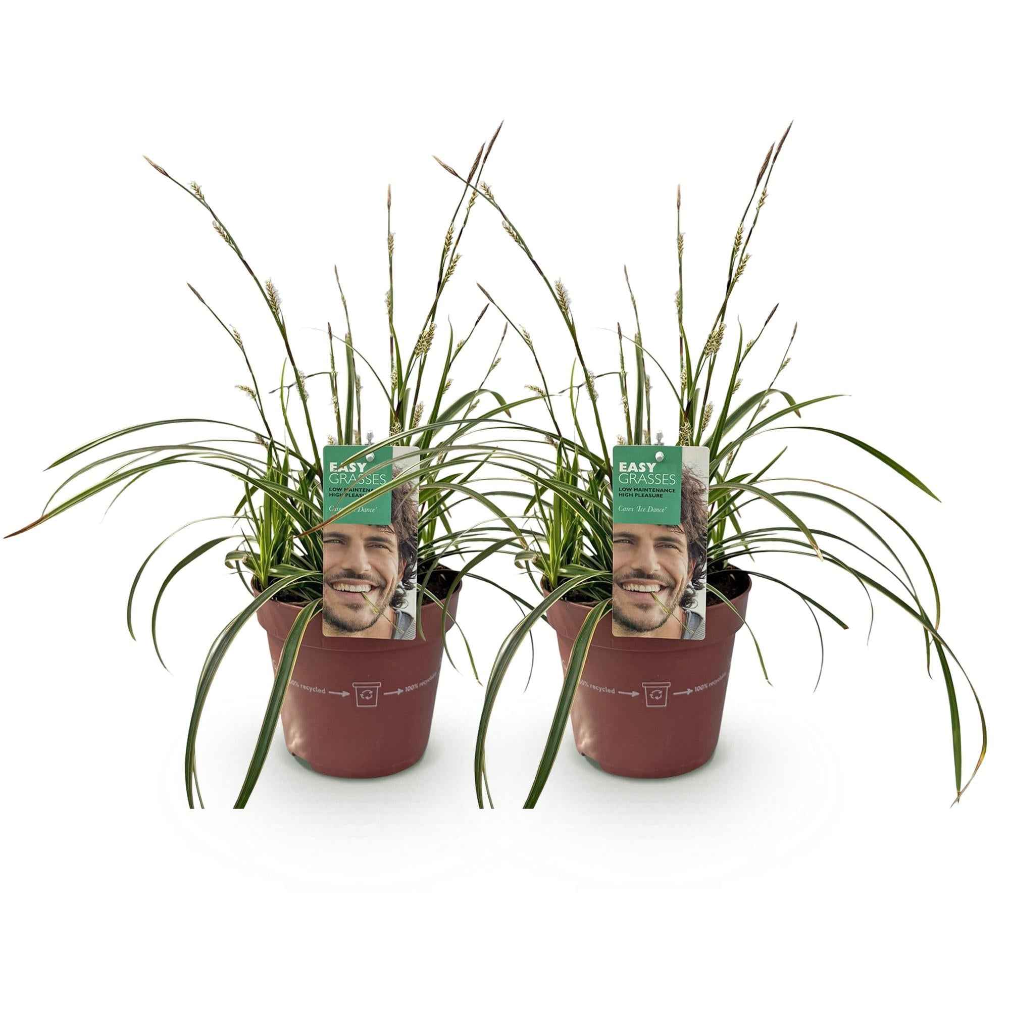 Image of Weißrandige Segge Carex morrowii Ice Dance – 2 Pflanzen – Ø17cm – Immergrün, winterhart & pflegeleicht – Weiß – grüne Blätter – Höhe ca. 50cm-1