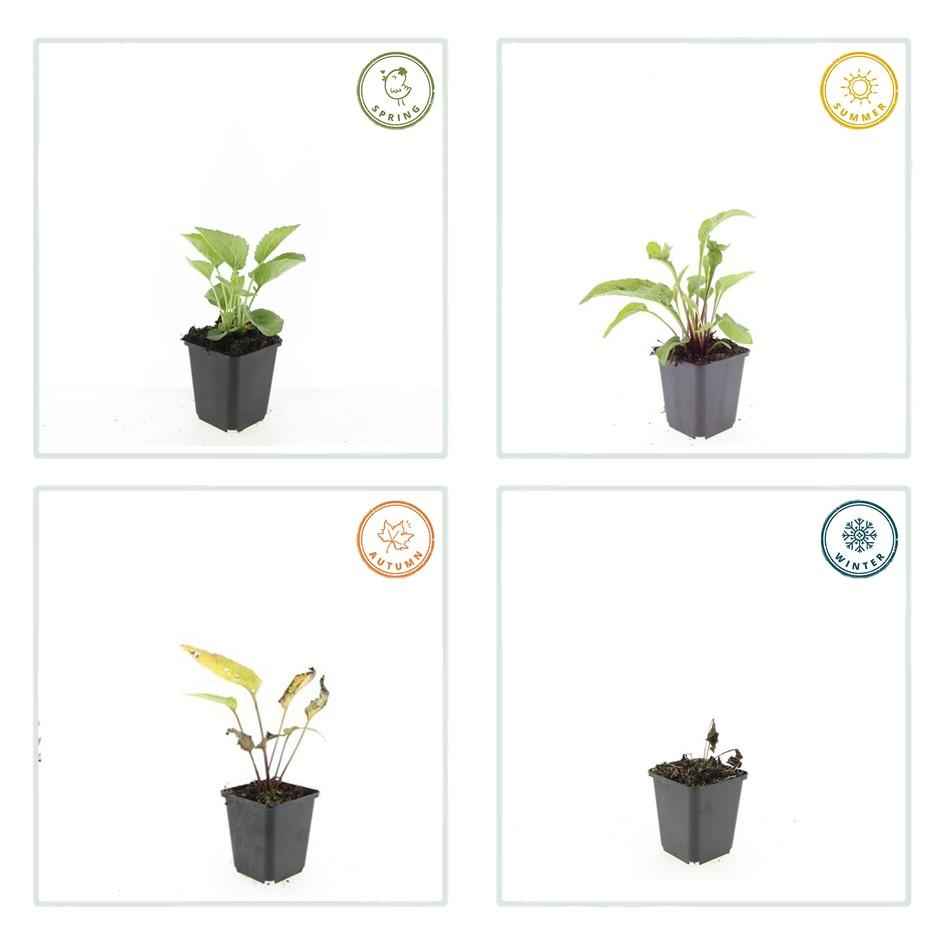 Image of Rotblühender Scheinsonnenhut Echinacea p. 'Magnus' – ↕10-25cm – Ø9cm – 12 Pflanzen – Winterharte Staude – Bienen – & Schmetterlingsfreundlich