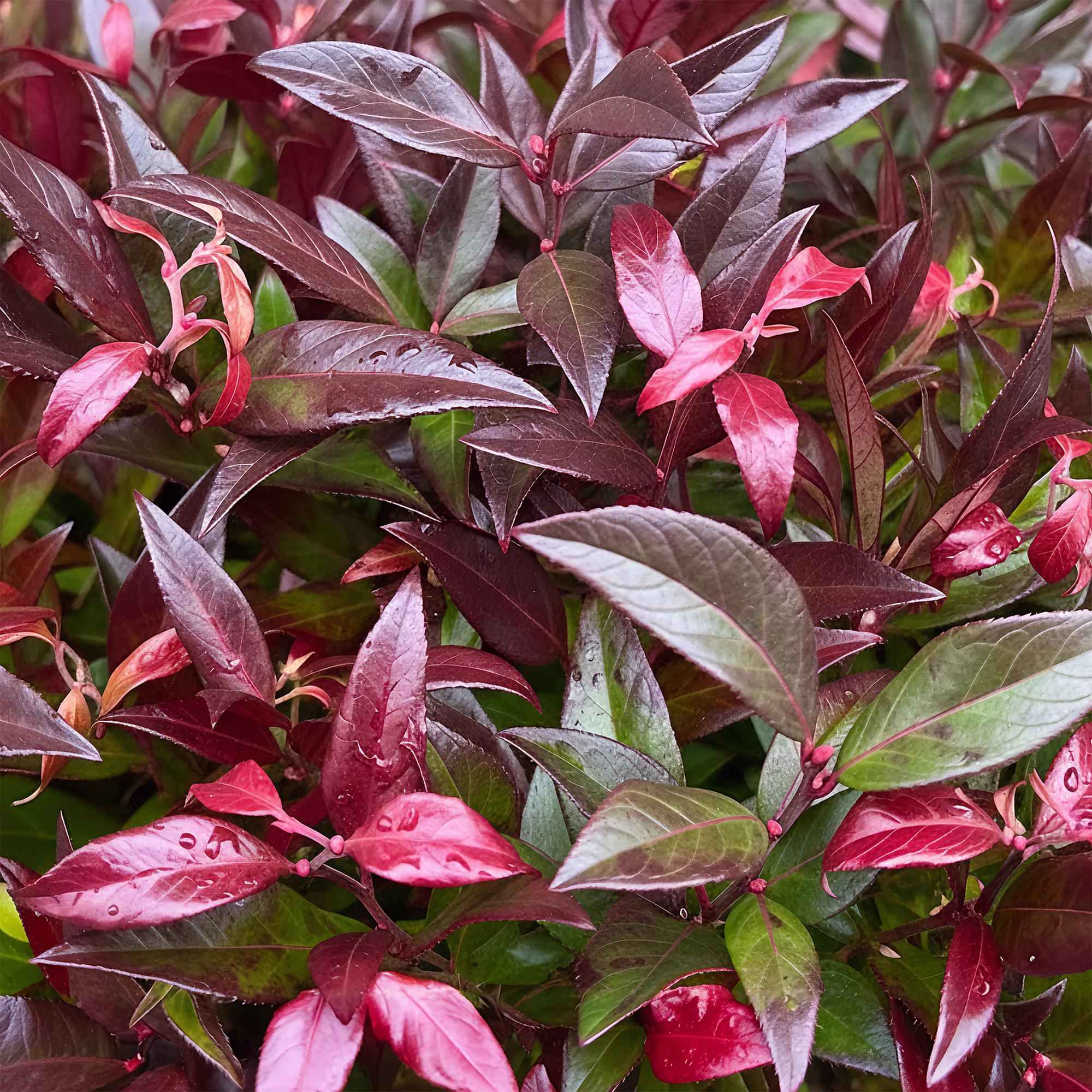 Image of Traubenheide Leucothoe Zeblid – 17cm Höhe ca.45cm – Immergrün & farbintensiv – Rotes Laub – Pflegeleichter dekorativer Zierstrauch-2