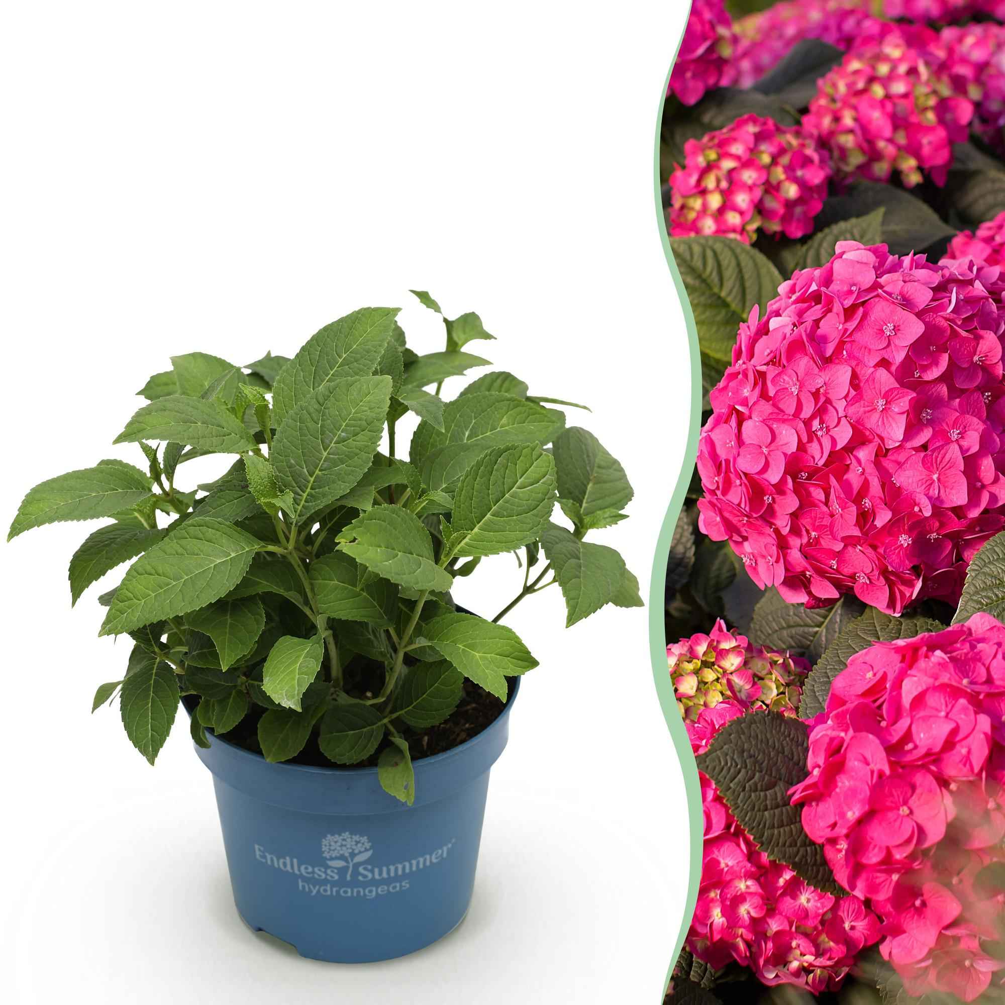 Image of Hortensie Hydrangea macrophylla Summer Love Red winterhart rot 20-25cm 14cm für Garten Balkon Terrasse Beet blühender Zierstrauch pflegeleicht-1