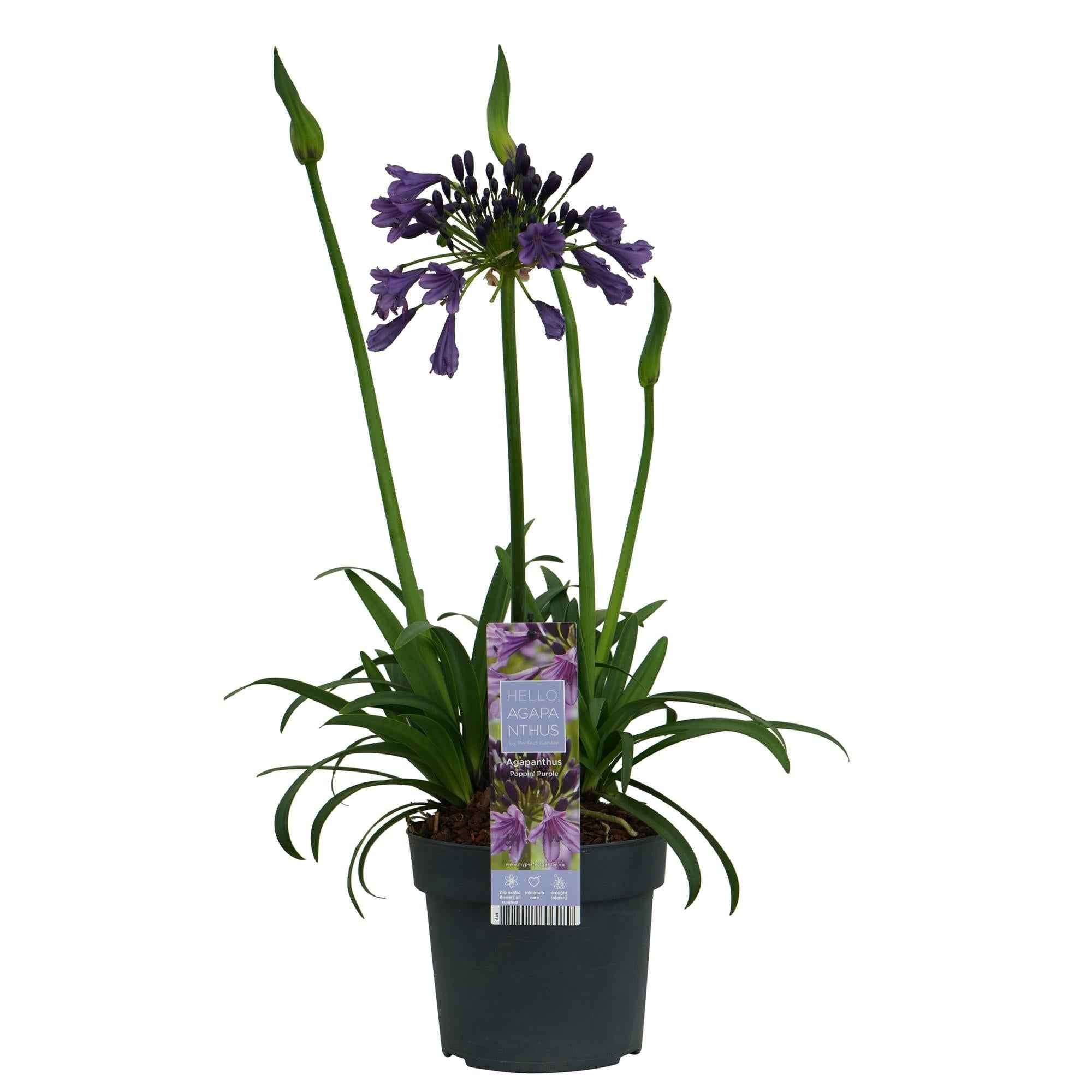 Image of Schmuck – Lilie Agapanthus Poppin Purple – Ø19cm ↕30cm – lila blühende Gartenpflanze für Balkon Terrasse Beet & Kübel