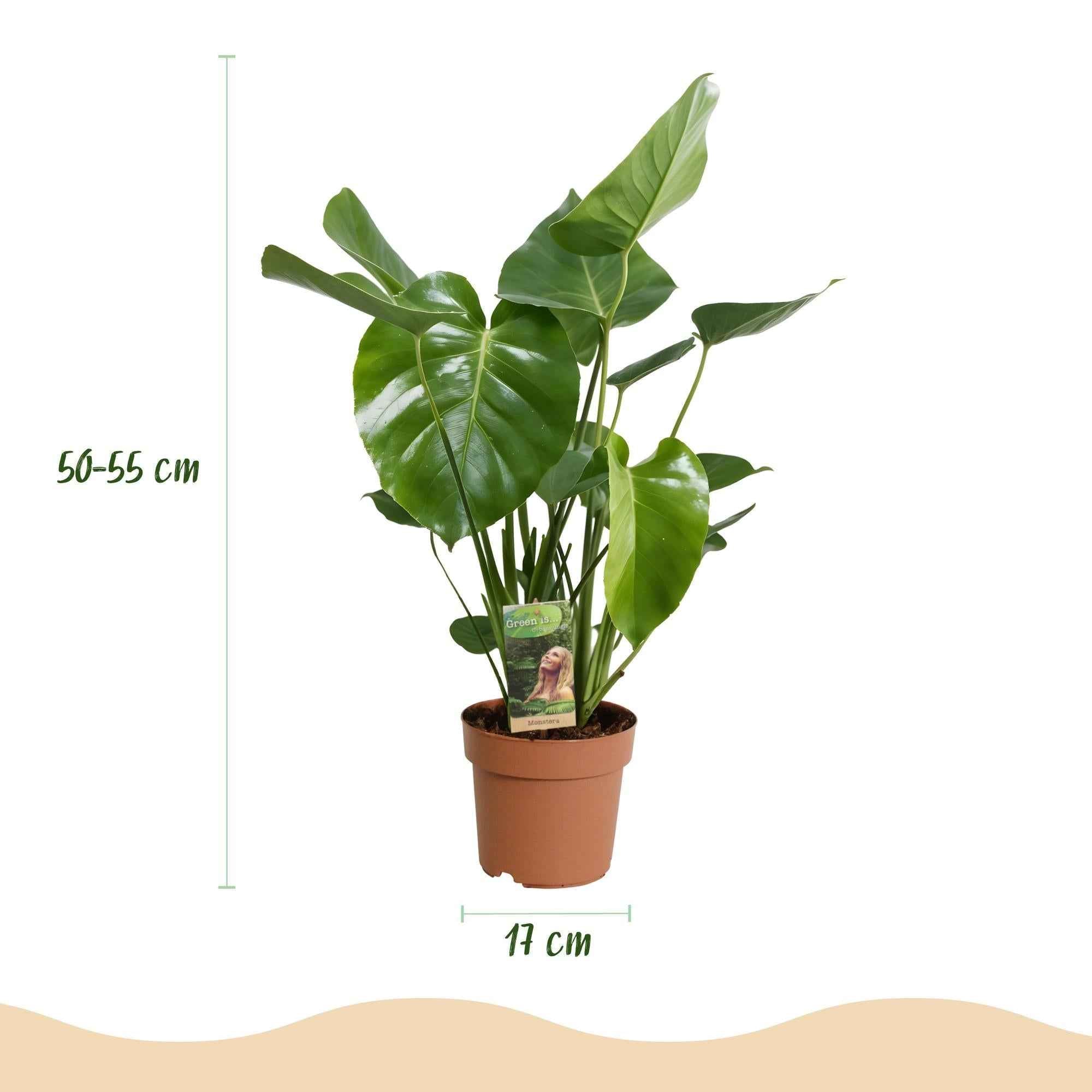Image of Monstera Deliciosa Fensterblatt Zimmerpflanze – Pflegeleichte Tropenpflanze 17cm – Höhe ca.50-55cm – Große Grünpflanze für Wohnzimmer & Büro
