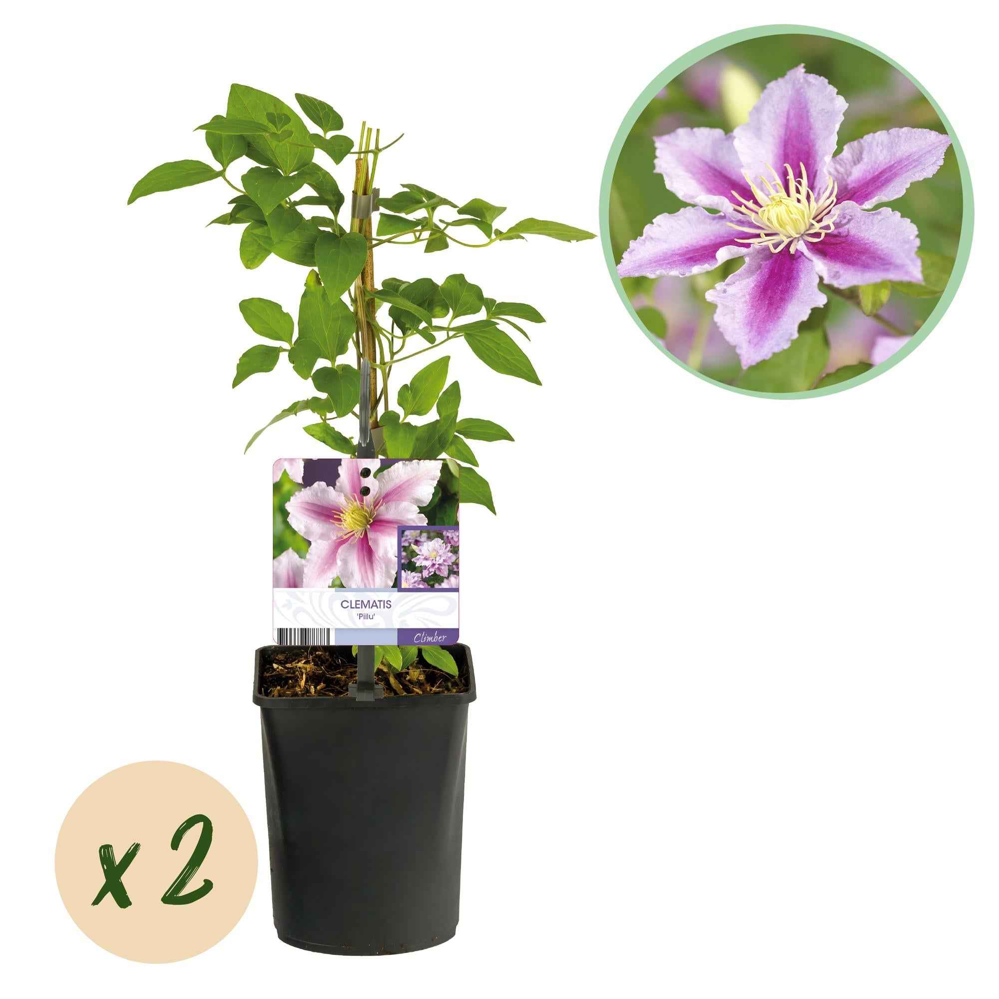 Image of Kletterpflanze – Clematis Piilu – Rosa Blüten – 2 Pflanzen – 11cm – Höhe 40cm – Blüte Mai – September – Pflegeleicht & bienenfreundlich-3