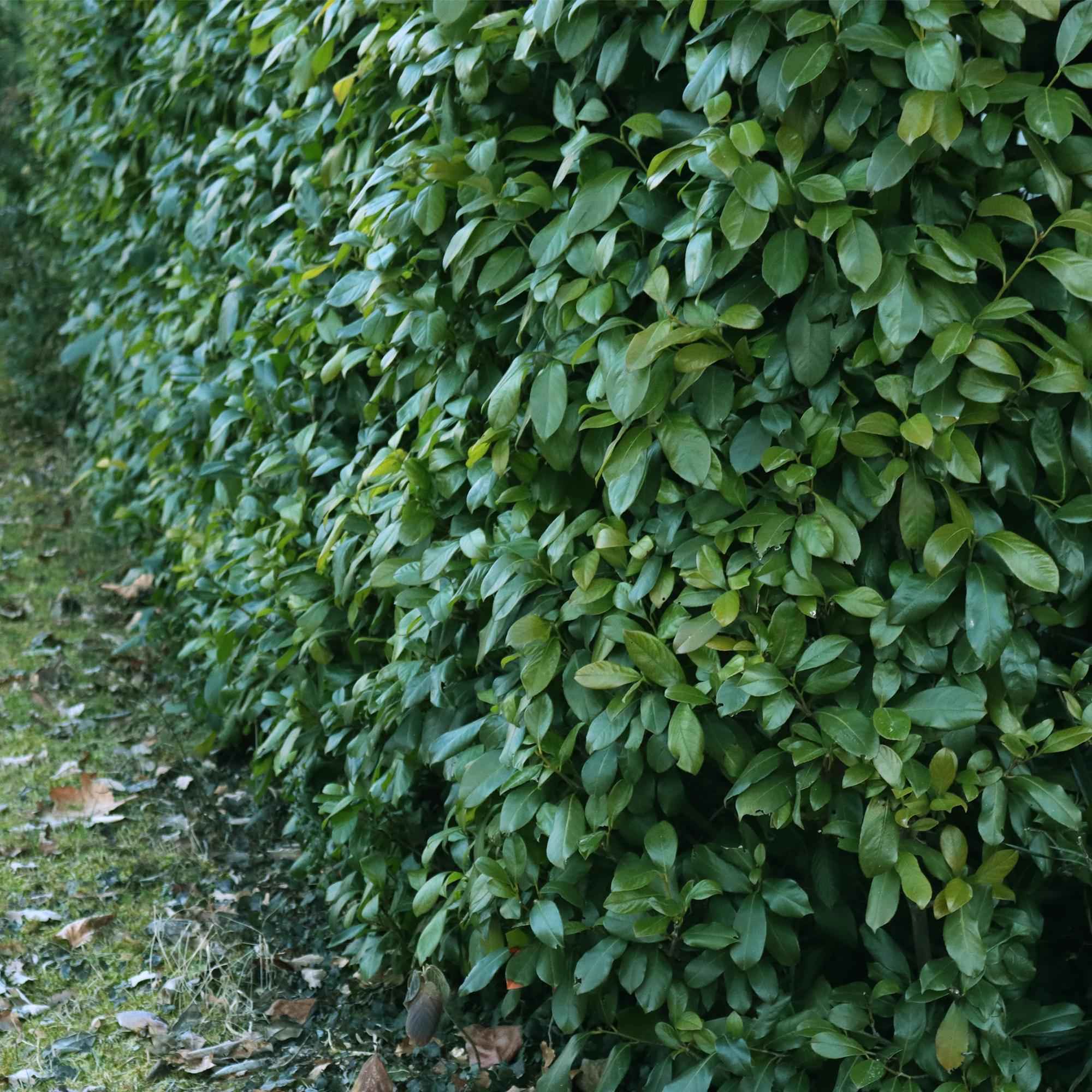 Image of Kirschlorbeer Prunus laurocerasus Etna – Hecke – Blatt grün – 6 Pflanzen – 1 laufender Meter – Immergrün – 17cm x H50cm-3
