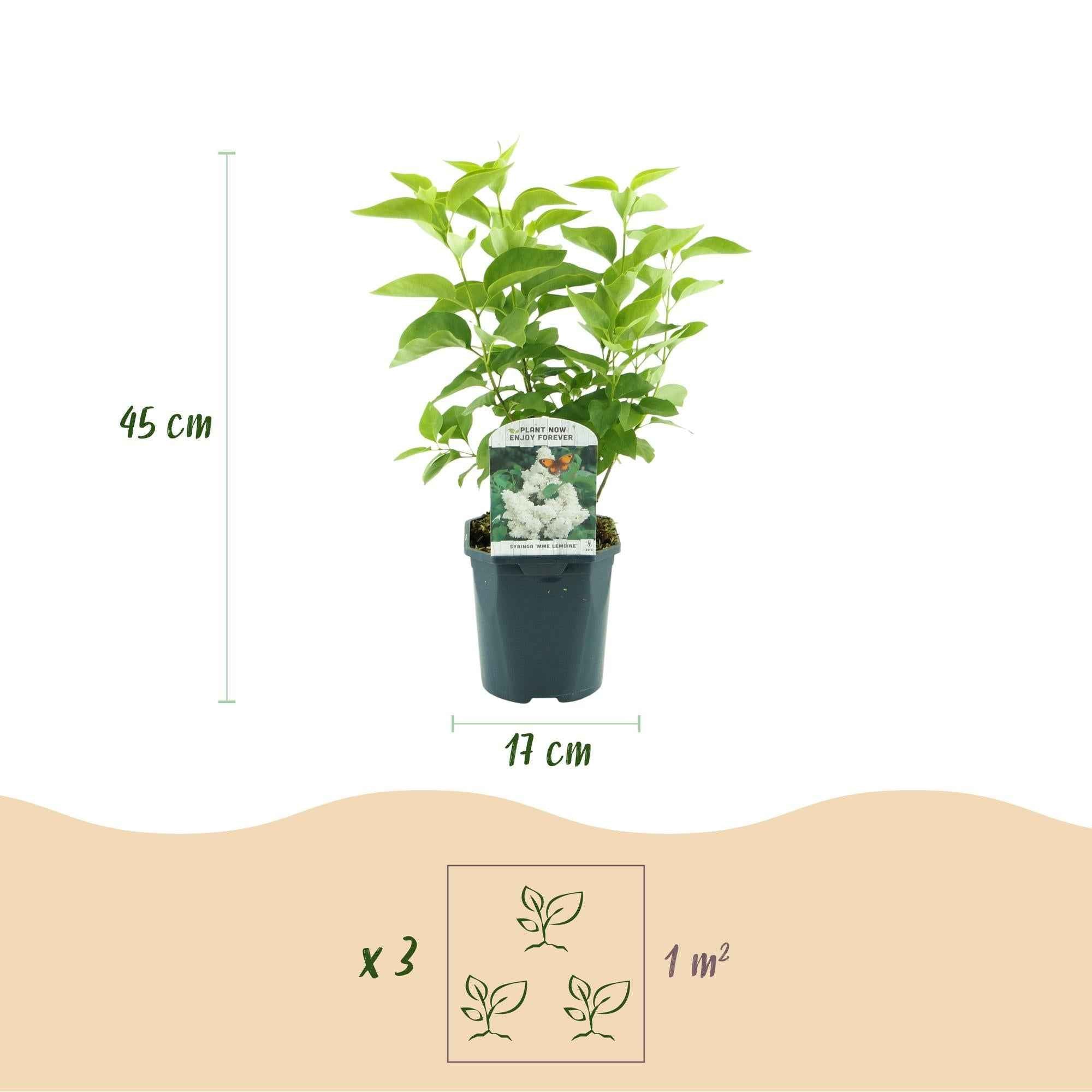 Image of Flieder Syringa vulgaris Mme Lemoine 45cm – winterhart – weiße gefüllte, duftende Blüten Mai – Juni – Topf 17cm-3