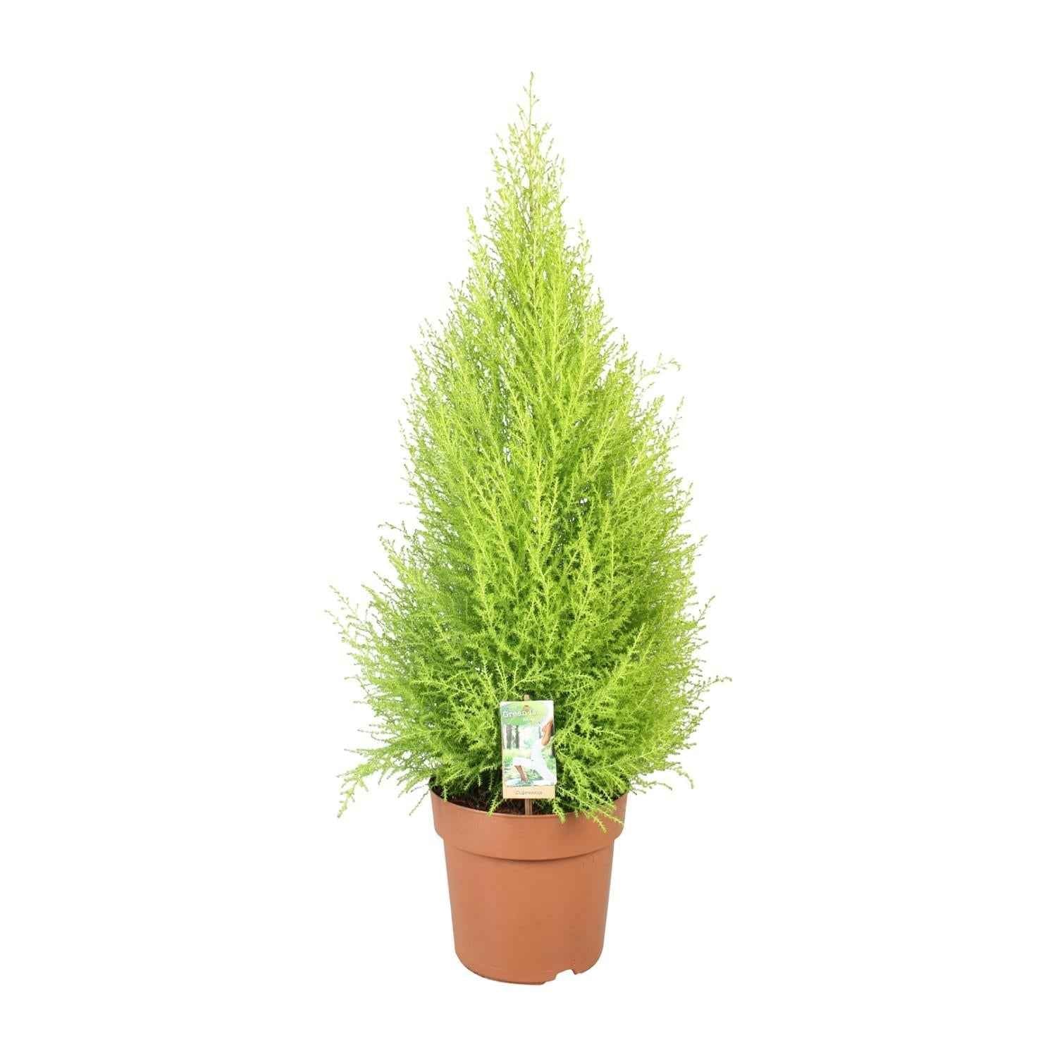 Image of Cupressus Goldcrest 'Wilma' – Zeder – Zimmer – & Gartenpflanze – Ø21cm – Ca. 90cm hoch – Pflegeleichte Immergrüne mit zitronigem Duft