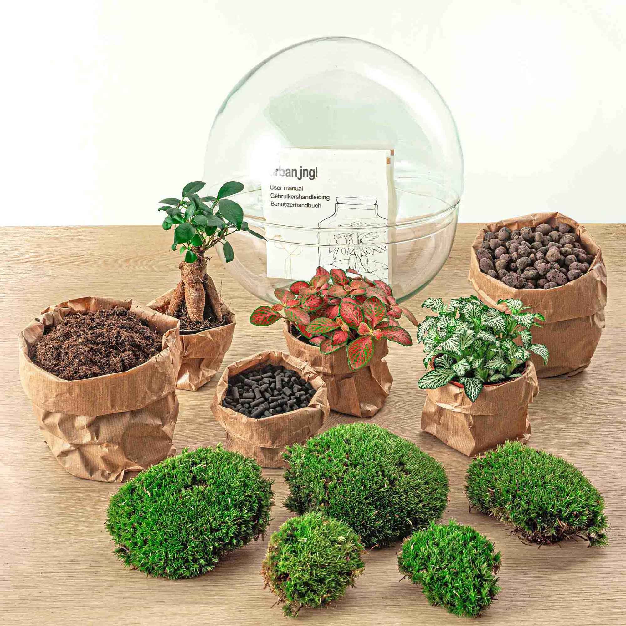 Image of Flaschengarten DIY Bausatz Dome XL – Terrarium Ø30cm x H30cm – Selbstbewässerndes Pflanzterrarium mit Ficus Ginseng Bonsai & Fittonia – Do – It-2