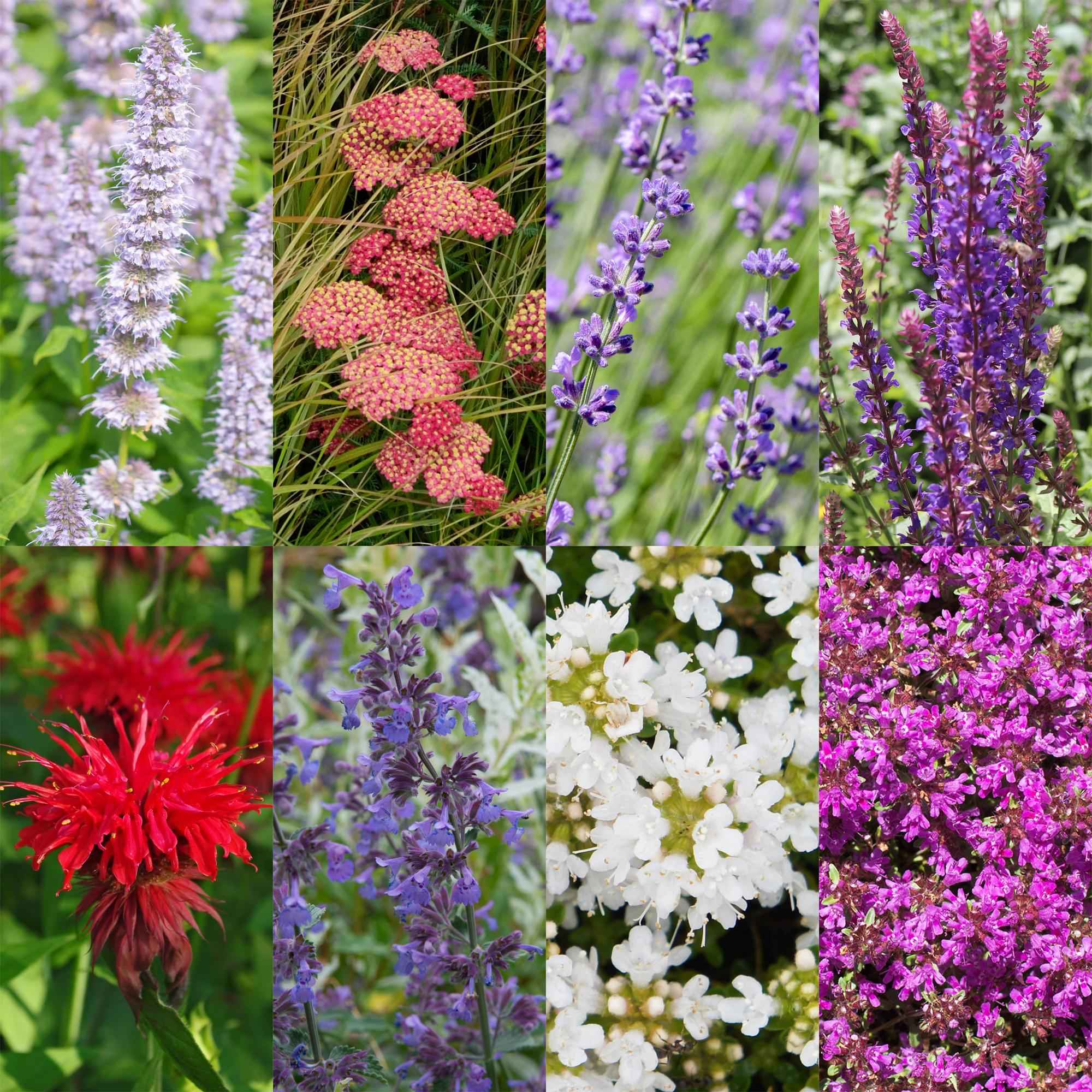 Image of Staudenset – Duftend – 6 verschiedene Duftstauden – Für 1 m² Beet – Bienenfreundlich – Pflegeleicht – Blüten in verschiedenen Farben – Ø11cm-0