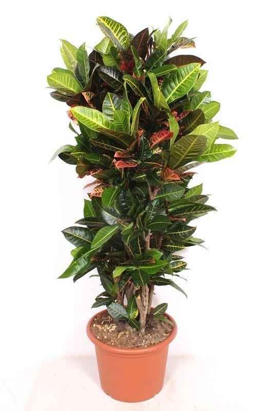 Image of Codiaeum Petra – 180cm Zimmerpflanze – Bunter Wunderstrauch mit großen Blättern – Exotische Grünpflanze für Wohnzimmer Büro & Wintergarten-0
