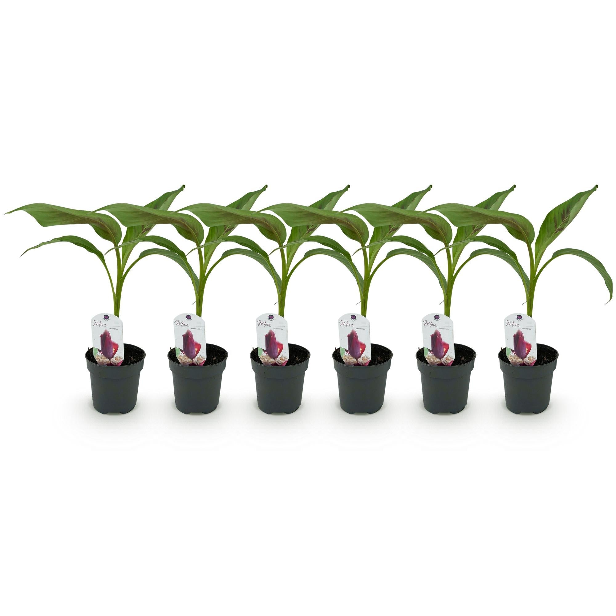 Image of Bananenpflanze Musa sikkimensis Red Tiger – 2 Pflanzen – Tropische Gartenbanane – Ø12cm, Höhe ca. 30cm-6