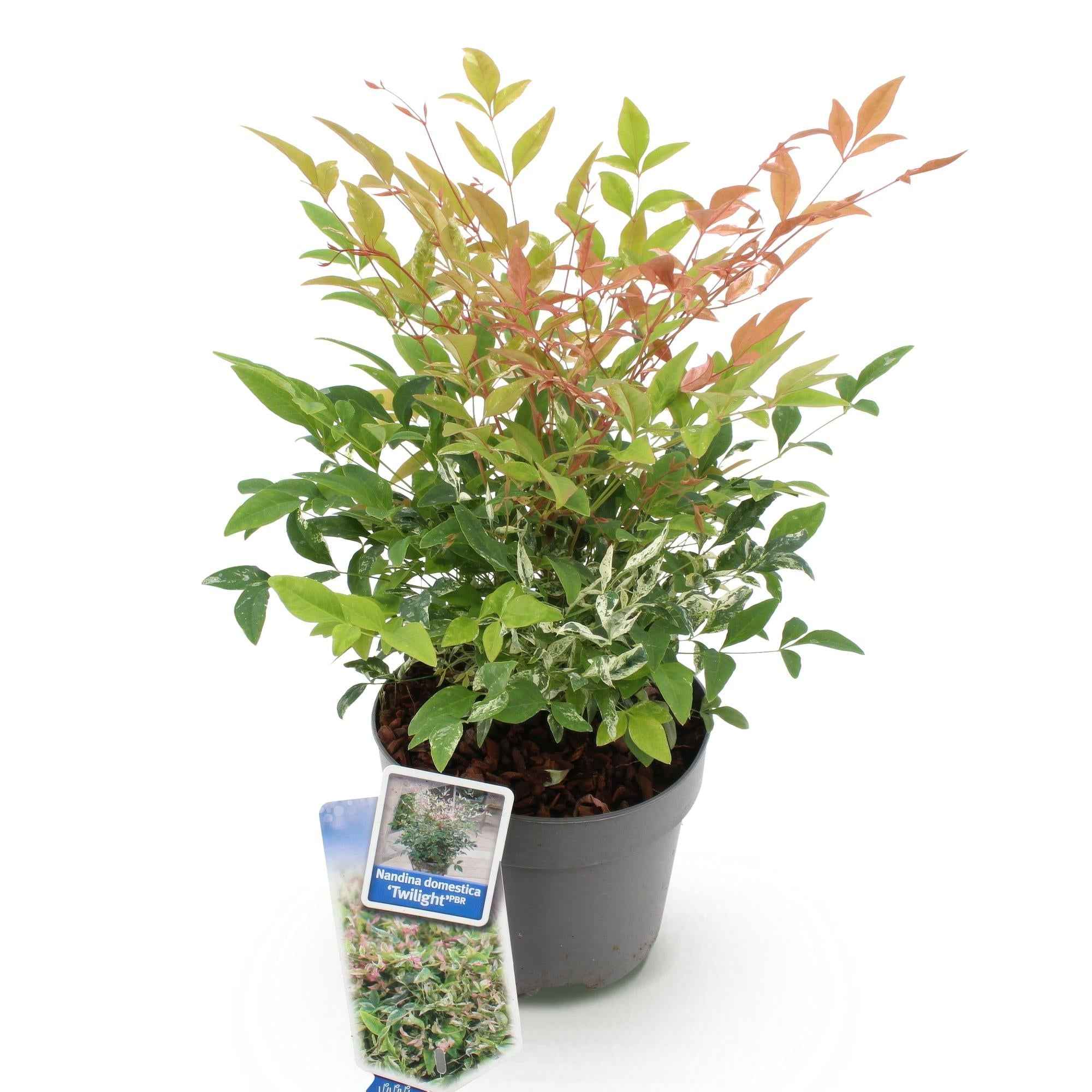 Image of Heiliger Bambus Nandina Twilight – 17cm Höhe ca.45cm – Immergrün & farbwechselnd – Bunt rosa Laub – Pflegeleichter dekorativer Zierstrauch-1