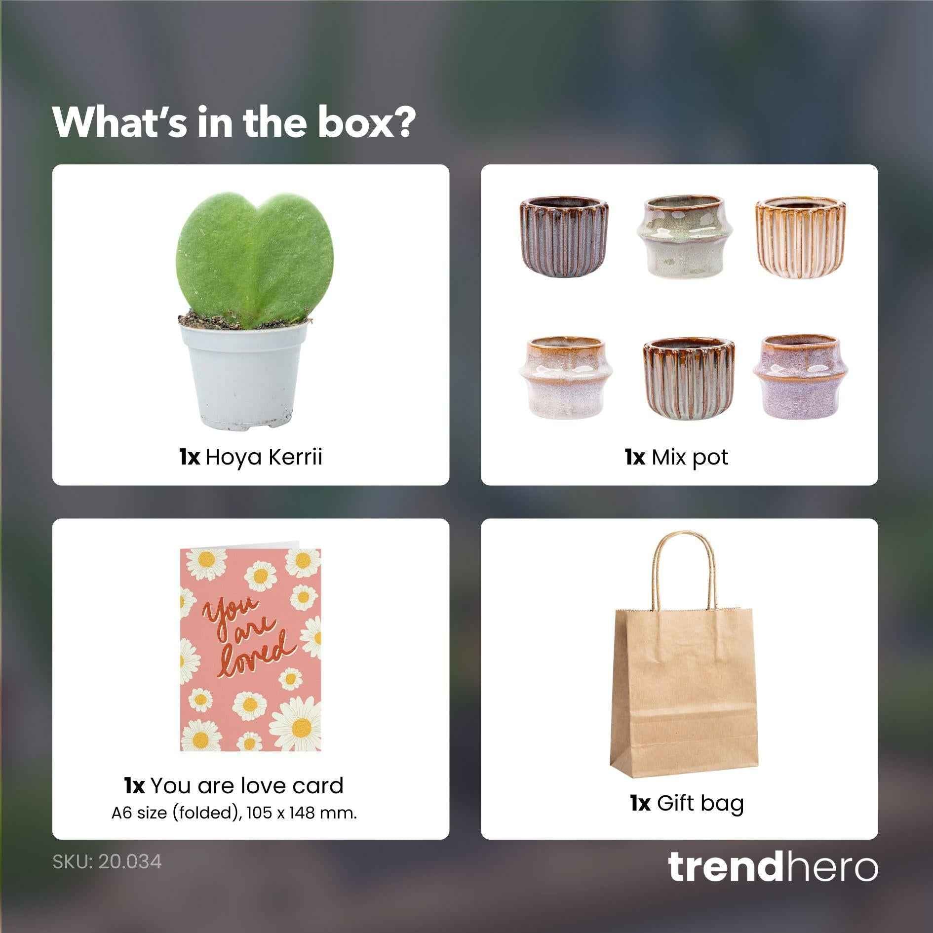 Image of Geschenkset mit Herzpflanze Hoya kerrii Dekom Topf Grußkarte und Geschenktüte liebevolles Mini Geschenkset für Muttertag Geburtstag Valentinstag