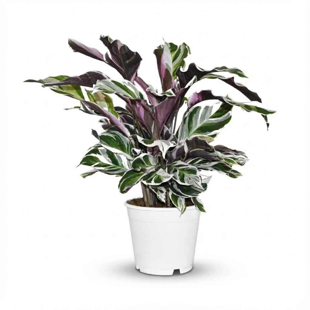 Image of Korbmarante Calathea Fusion White Ø14cm Höhe 35-40cm – Seltene Gebetspflanze mit weißen & lila Blättern – Exklusive Zimmerpflanze für Wohnraum-0