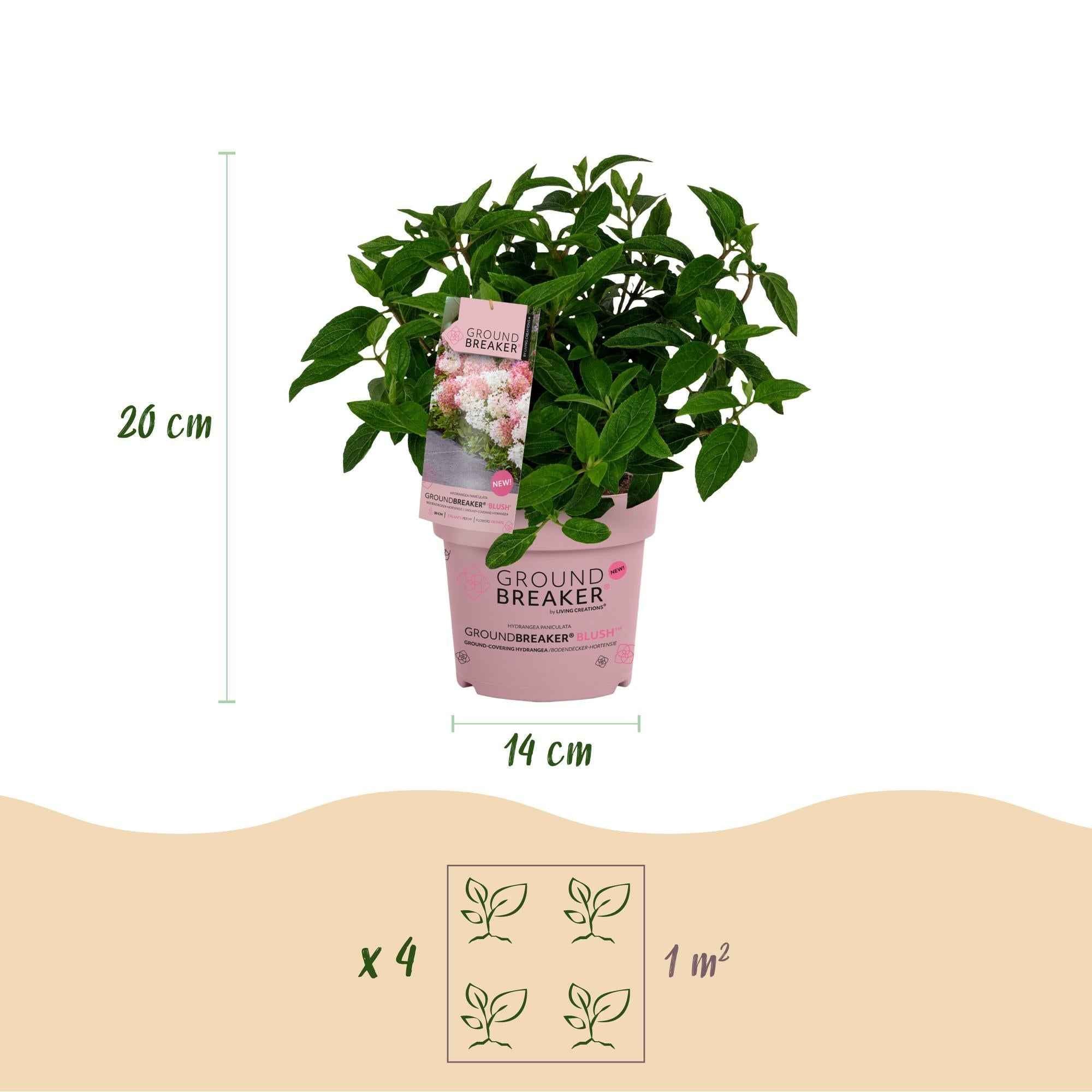 Image of Rispenhortensie Hydrangea paniculata Groundbreaker Blush winterhart rosa 20cm 14cm für Garten Balkon Terrasse Beet bienenfreundlich pflegeleicht-2