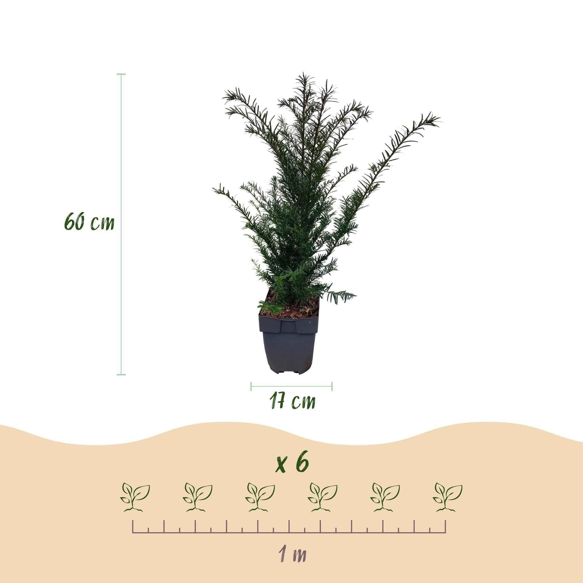 Image of Europäische Eibe Taxus baccata – Immergrün – Heckenpflanze – 6 Pflanzen – 17cm x H60cm – pflegeleicht-4