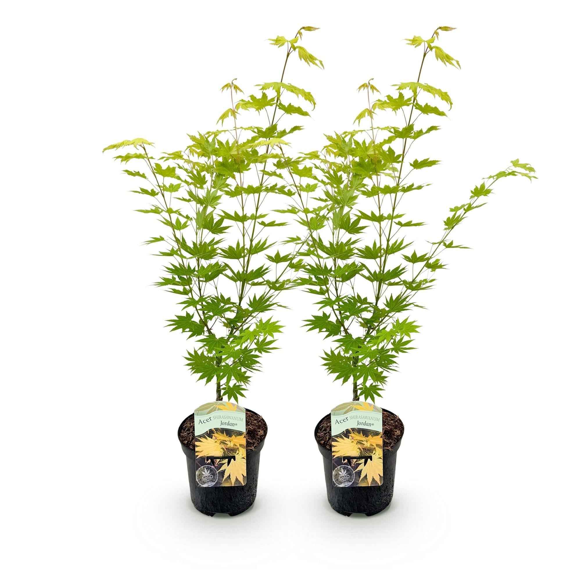 Image of Japanischer Ahorn – Acer palmatum 'Jordan' – 2 Pflanzen – ca. 70cm hoch – Ø19cm – leuchtend gelbe Blätter – Balkon – & Gartenpflanze-1