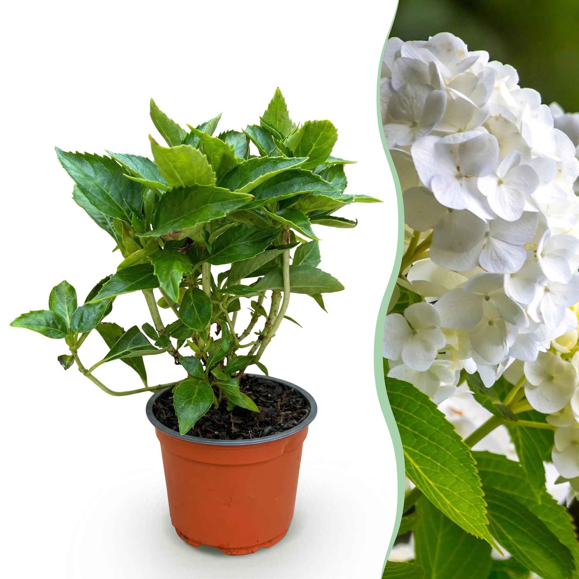 Image of Hortensie Hydrangea macrophylla weiß winterhart 20-30cm 12cm für Garten Balkon Terrasse Beet blühender Zierstrauch pflegeleicht bienenfreundlich