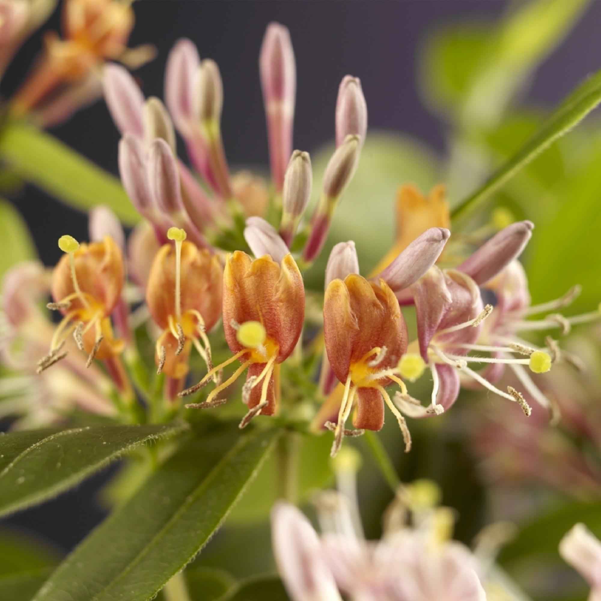 Image of Geißblatt Lonicera henryi – 2 Pflanzen – Rosa Blüte – Schnellwachsende, duftende Kletterpflanze – Pflegeleicht & winterhart-0