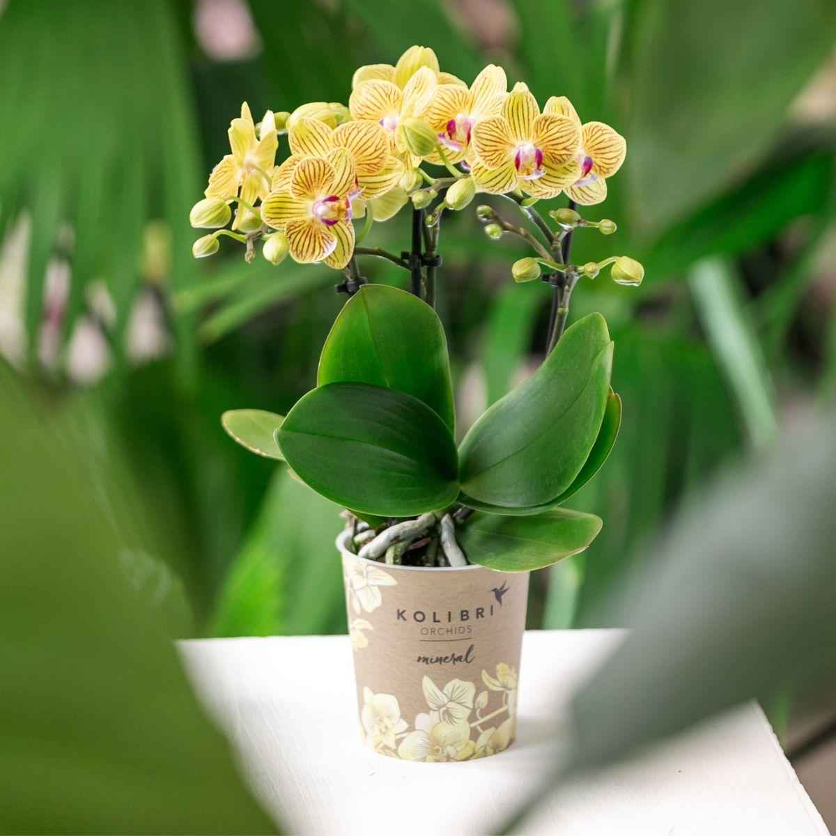 Image of Orchidee Lima Gelb im Malaga Ziertopf Hellorange – Ø9cm – 2-3 kräftigen Stiele – Fröhliche Zimmerpflanze – Sommerliches Wohnhighlight
