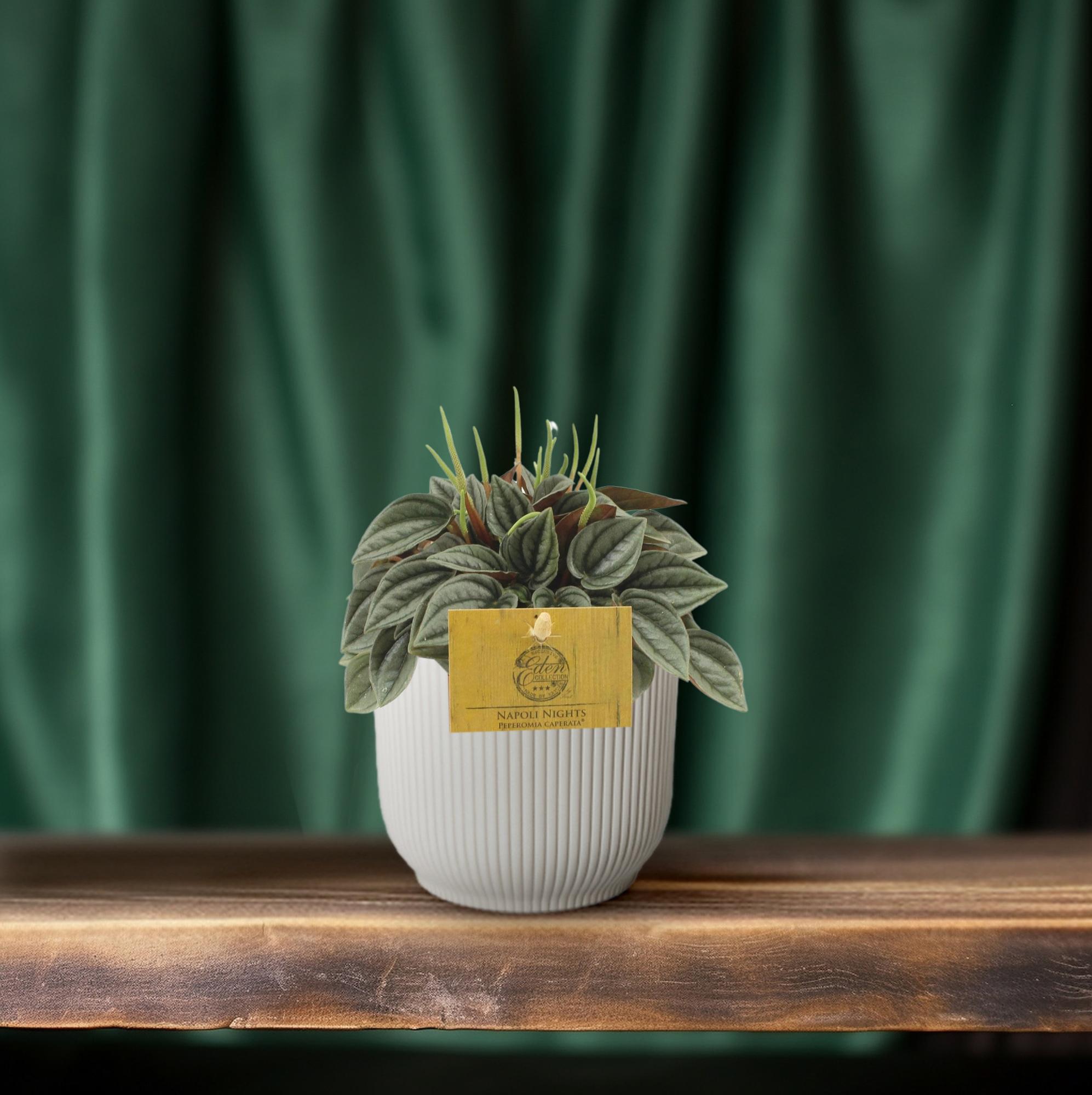 Image of Peperomia Napoli Nights – Zimmerpflanze – Ø10,5cm – ca. 15cm hoch – Pflegeleichte, luftreinigende Sukkulente – Für Wohnung & Büro-2