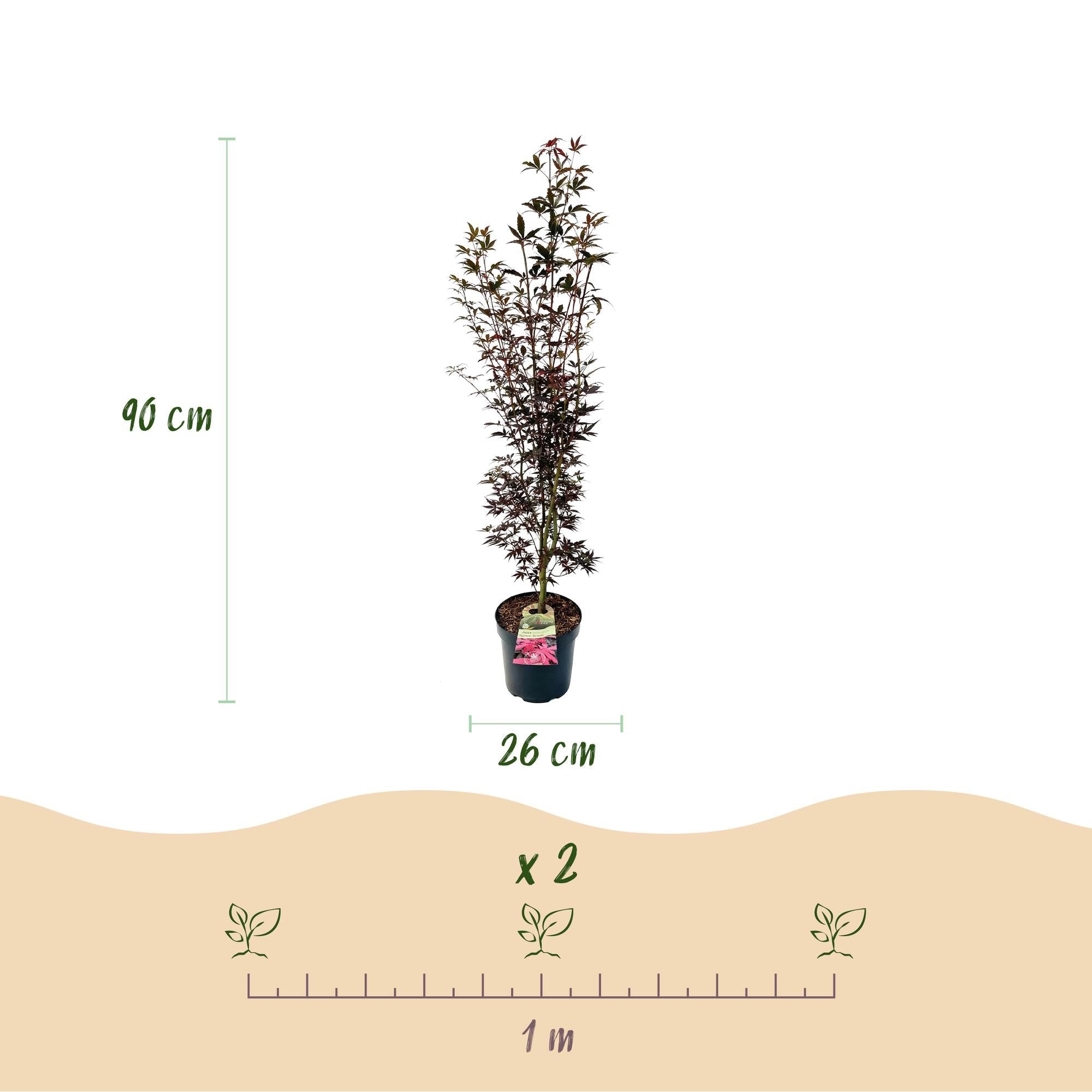 Image of Japanischer Ahorn Acer palmatum Skeeters Broom, laubabwerfende Gartenpflanze in Rot, kompakter Zierahorn für Garten und Kübel, Ø26cm, 90cm hoch,-3