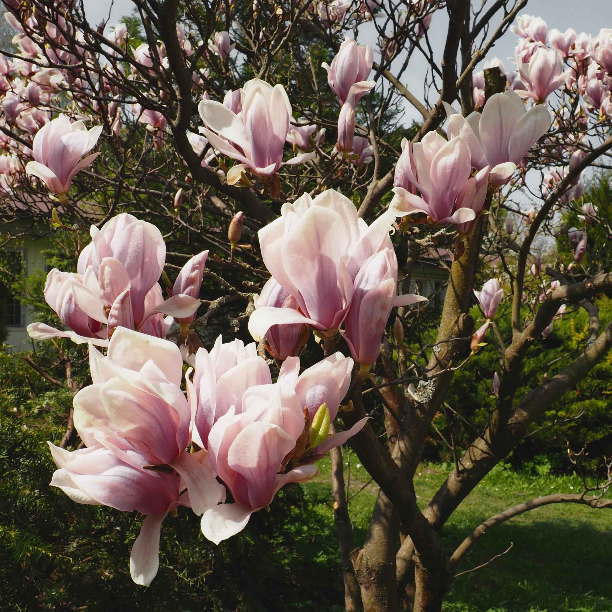 Image of Tulpen – Magnolie Magnolia Soulangiana – Strauch/Baum – Blüten Hellrosa – Frühjahrsblüher – Pflegeleicht – 17cm Höhe 45cm – Für Garten & Terrasse