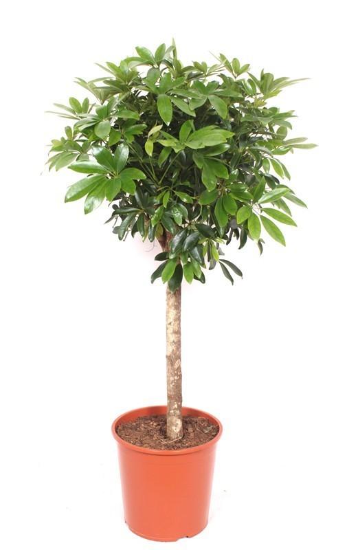 Image of Schefflera – 150cm große Zimmerpflanze – Luftreinigende Strahlenaralie – Pflegeleichte Grünpflanze für Wohnzimmer Büro Wintergarten-0