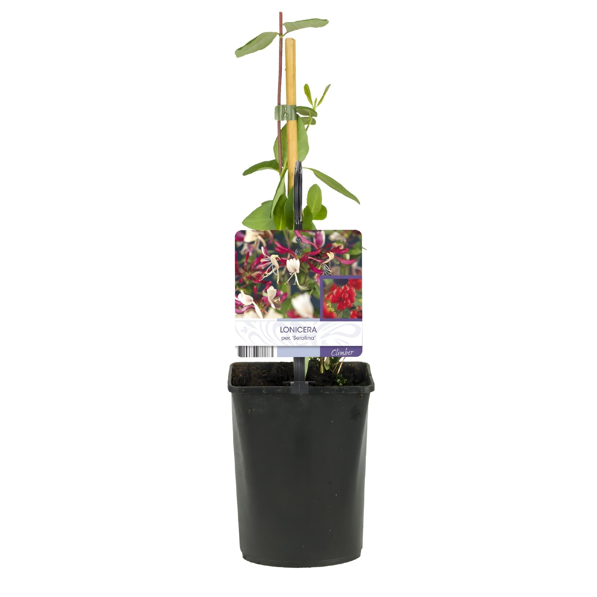 Image of Kletterpflanze Lonicera Serotina – Rosa – Weiße Blüten – Spätsommerblüte – 2 Pflanzen – 11cm x H40cm – Winterhart & Pflegeleicht-2