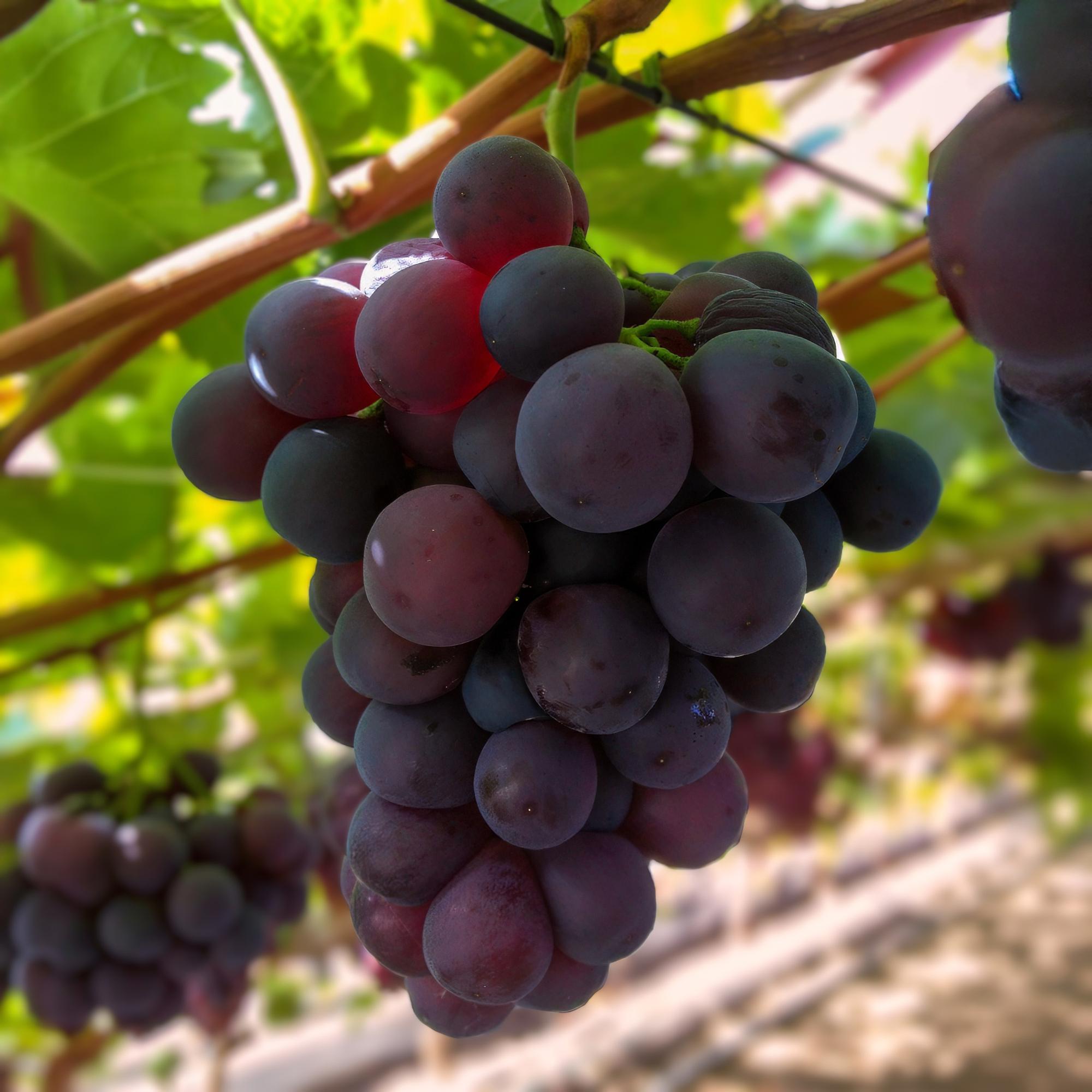 Image of Weinrebe – Vitis vinifera Himrod – Kernlose Trauben – 2 Pflanzen – Obstpflanze – 15cm – Höhe 50cm-3